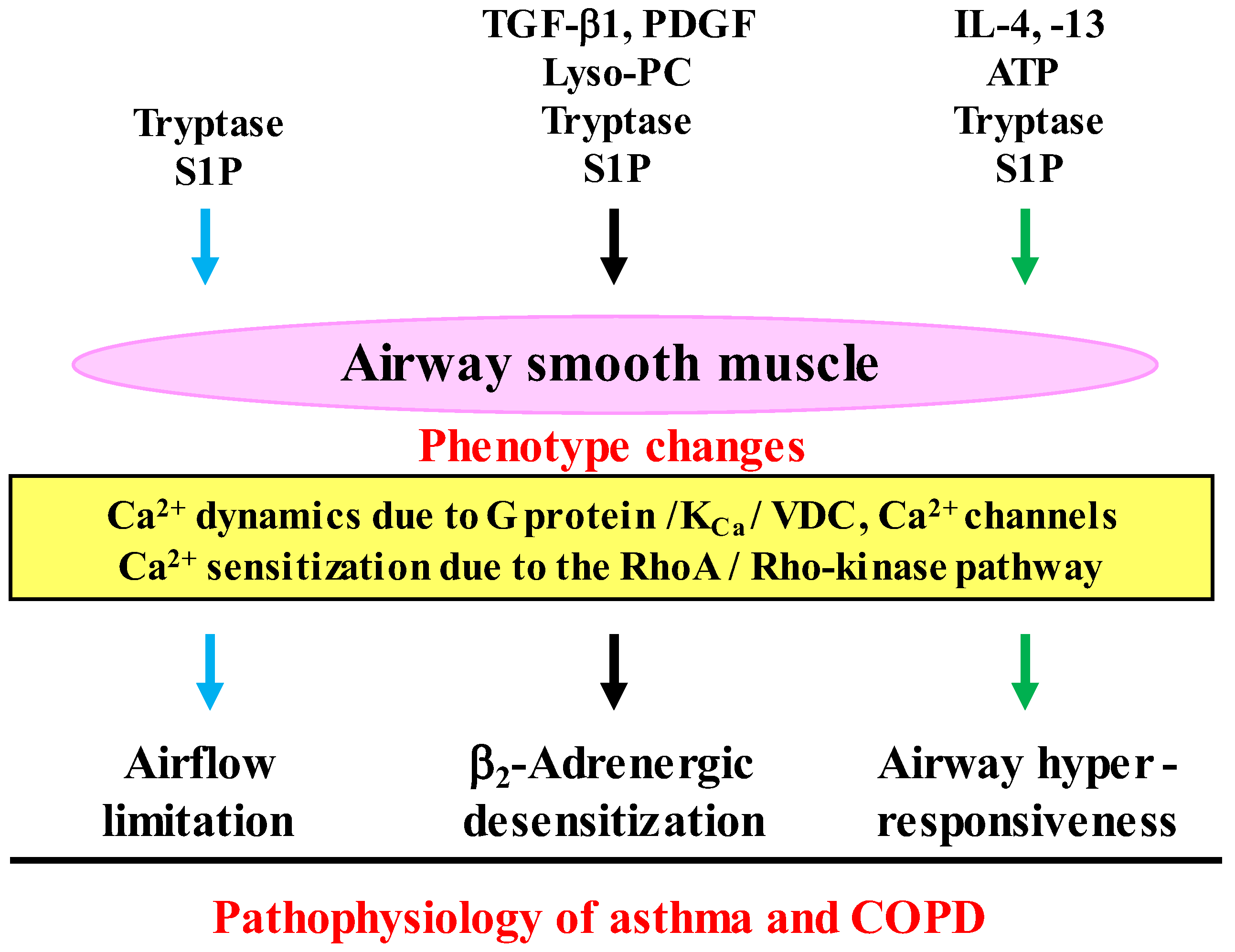 Antioxidants 12 00142 g003 Antioxidants 12 00142 g003