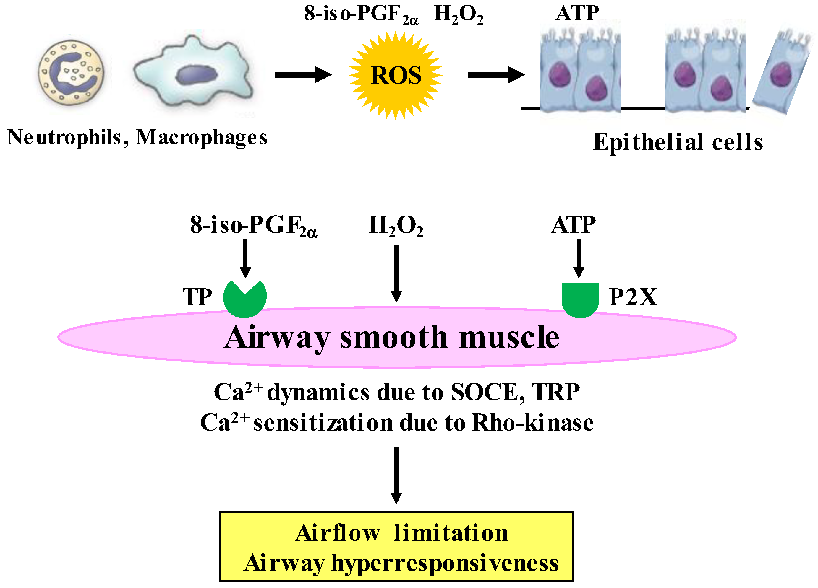 Antioxidants 12 00142 g005 Antioxidants 12 00142 g005