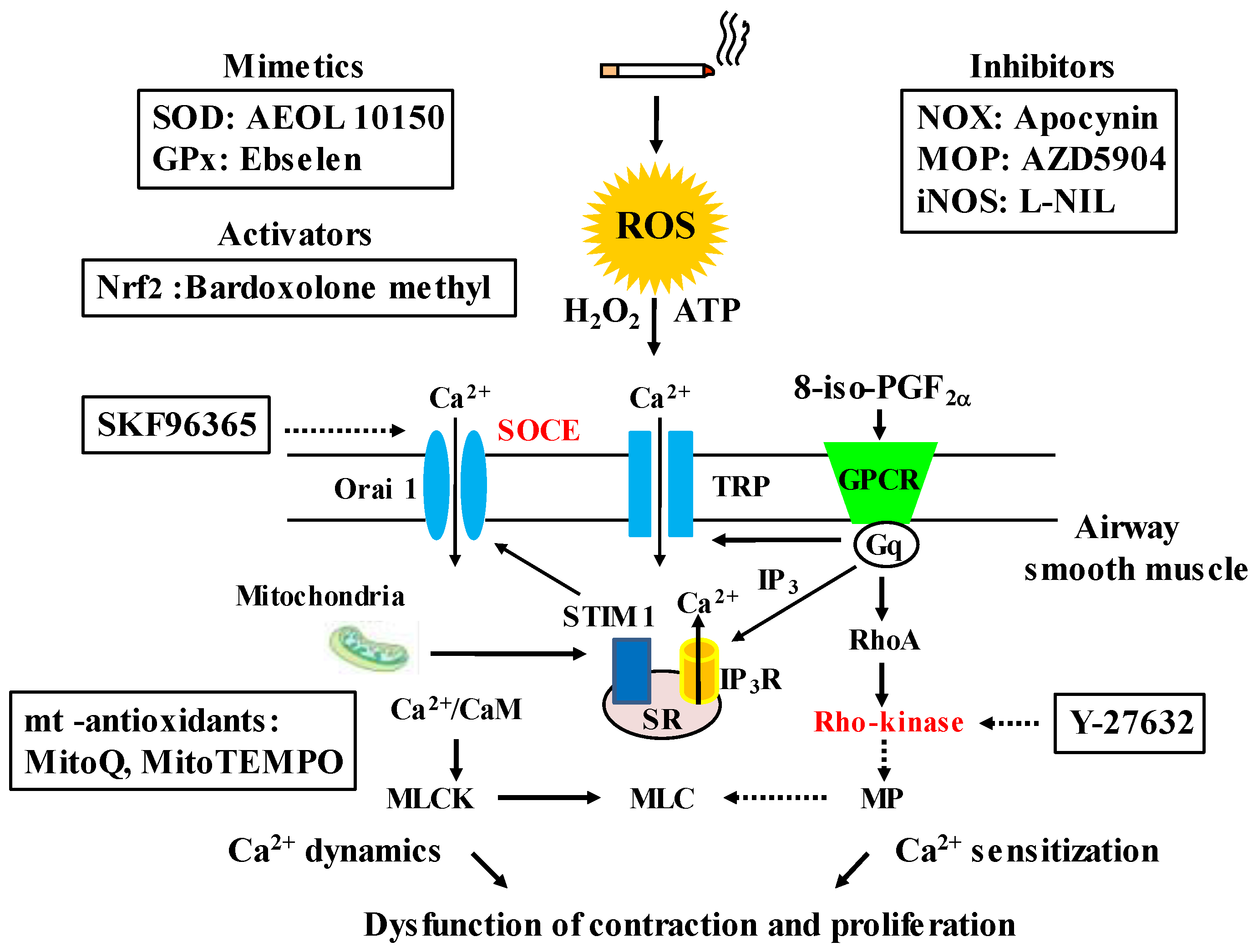 Antioxidants 12 00142 g006 Antioxidants 12 00142 g006