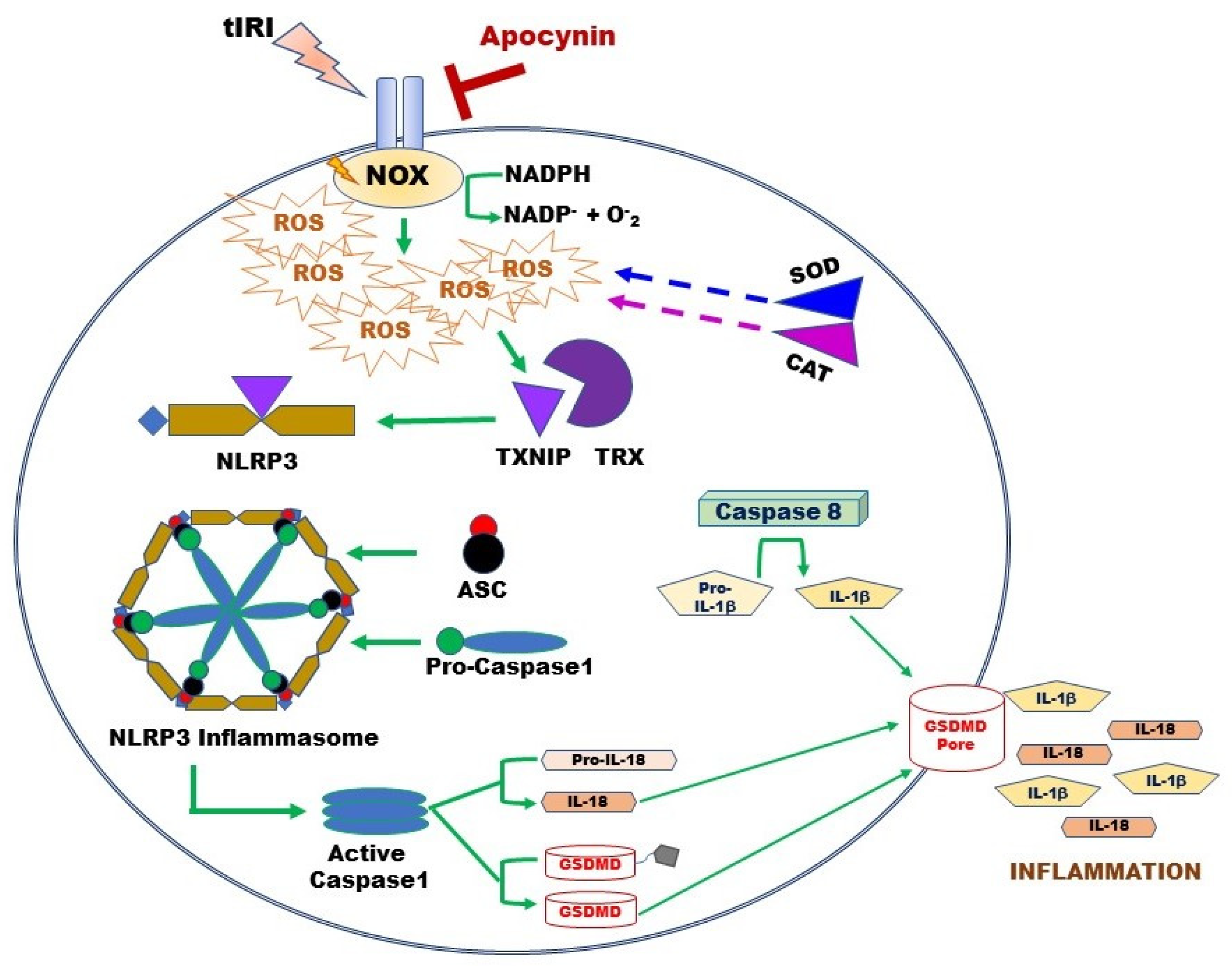 Antioxidants 12 00145 g006