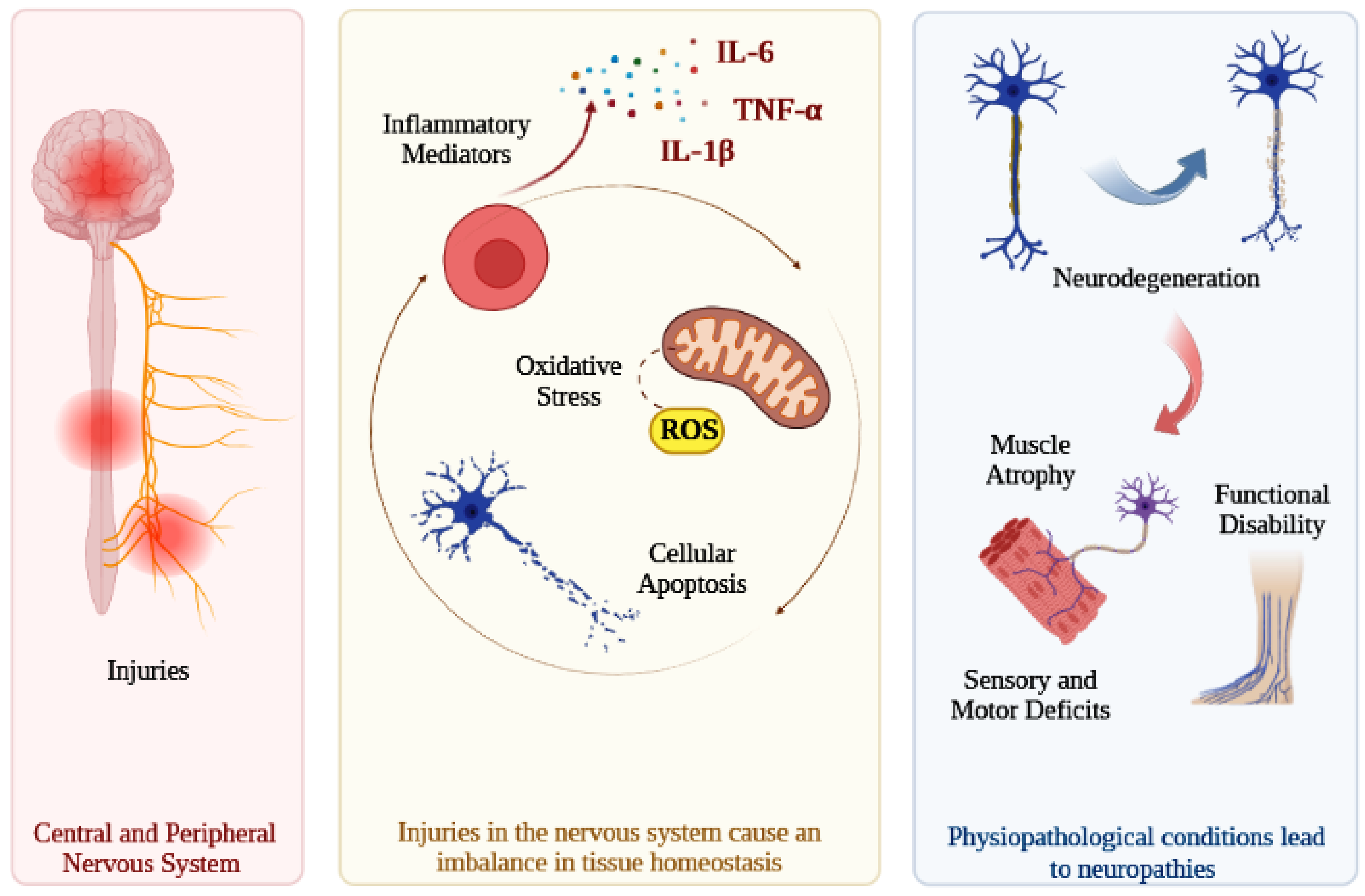 Antioxidants 12 00149 g001 Antioxidants 12 00149 g001