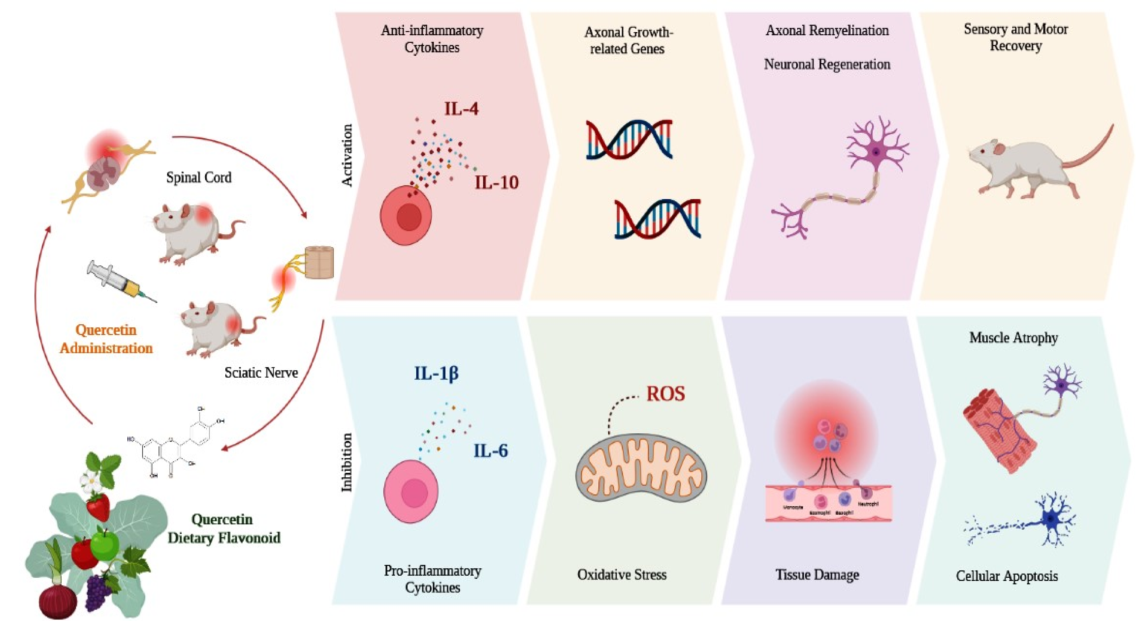 Antioxidants 12 00149 g003 Antioxidants 12 00149 g003