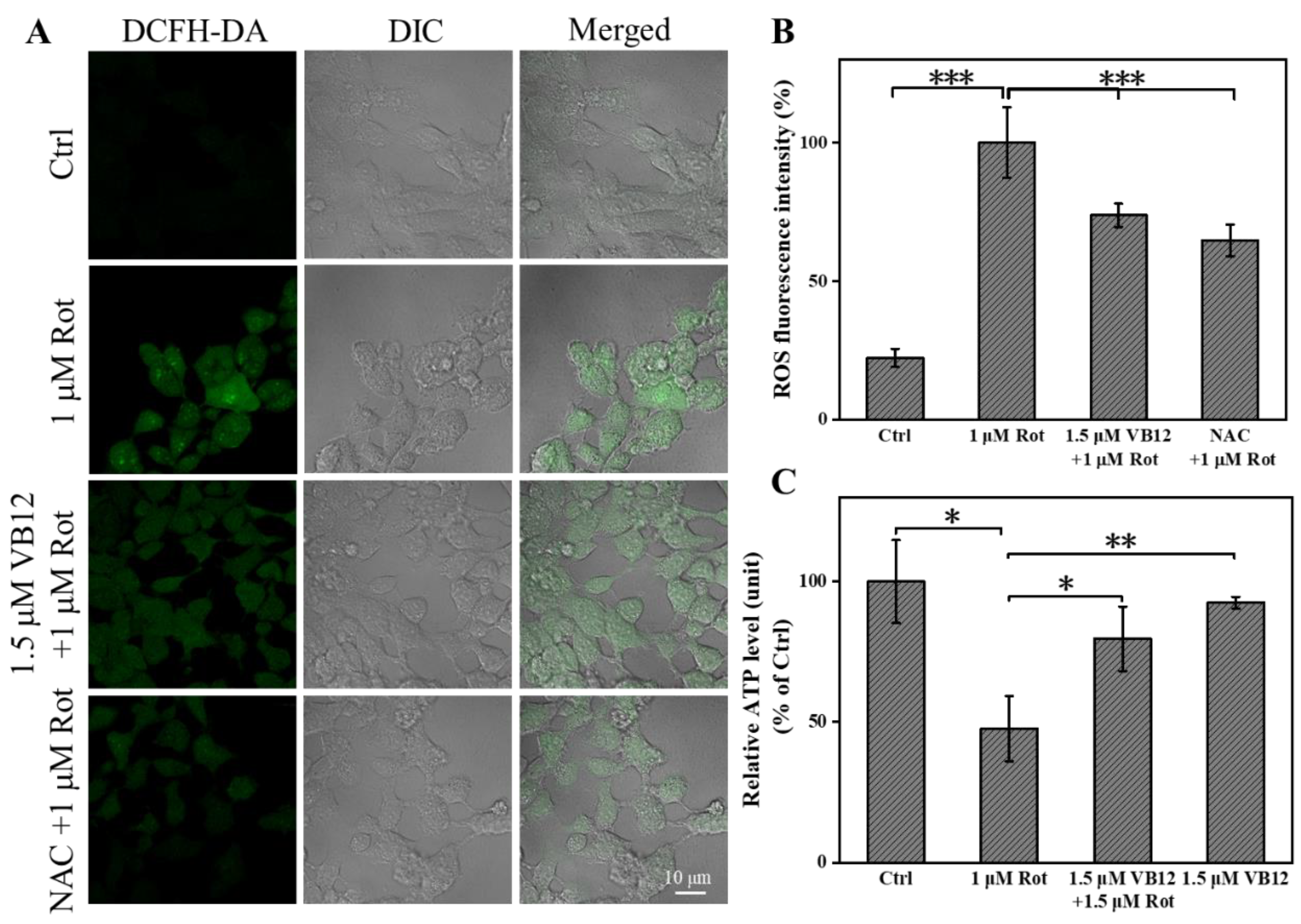 Antioxidants 12 00153 g002 Antioxidants 12 00153 g002