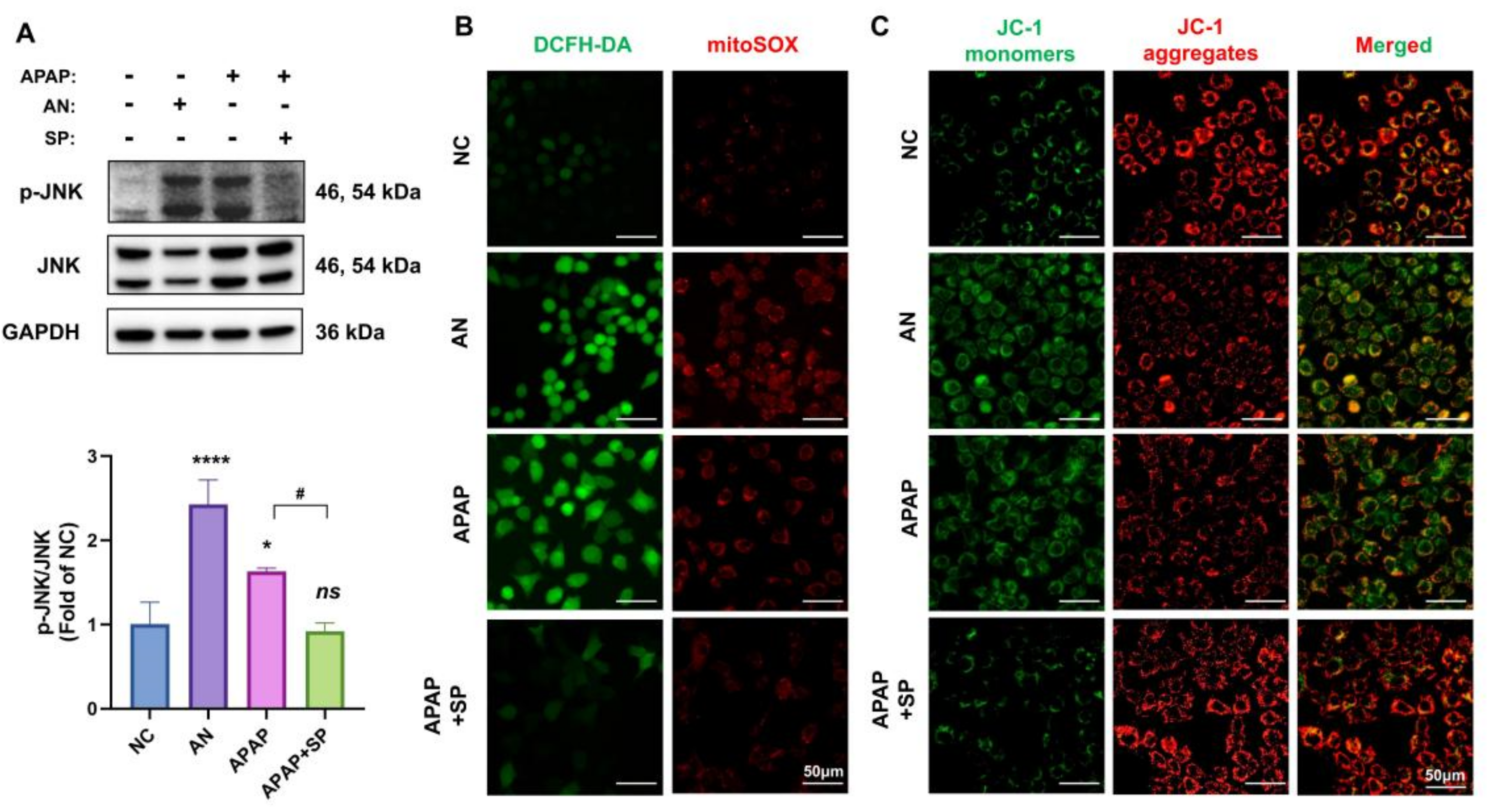 Antioxidants 12 00158 g005 Antioxidants 12 00158 g005