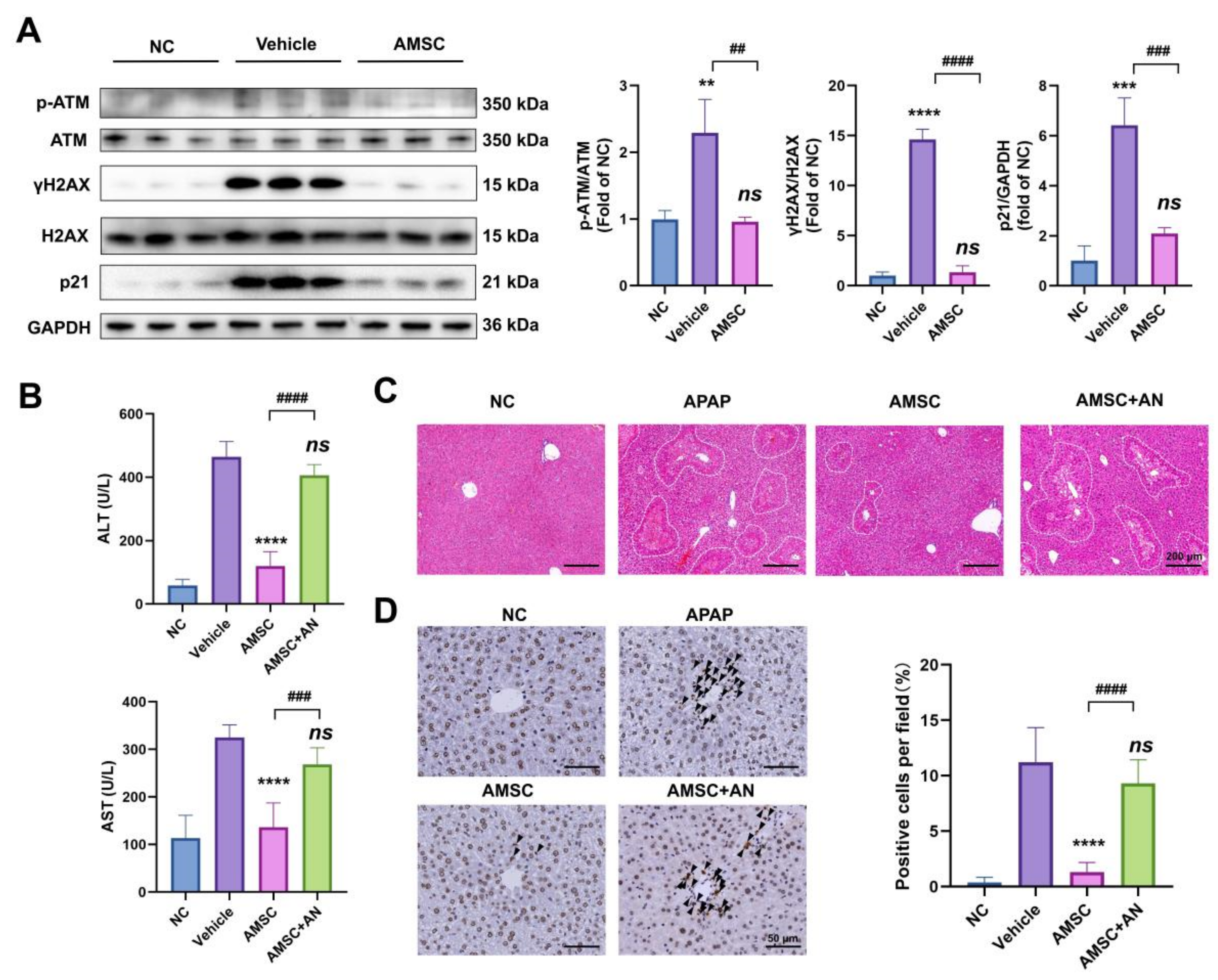 Antioxidants 12 00158 g008 Antioxidants 12 00158 g008