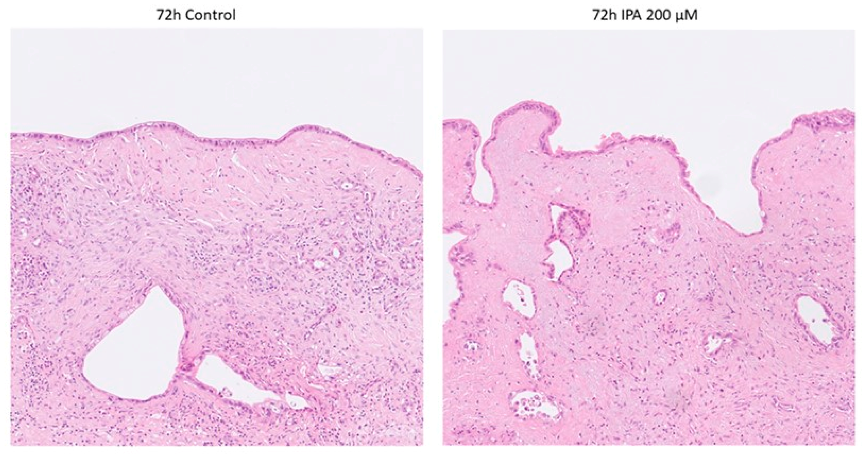Antioxidants 12 00167 g002 Antioxidants 12 00167 g002