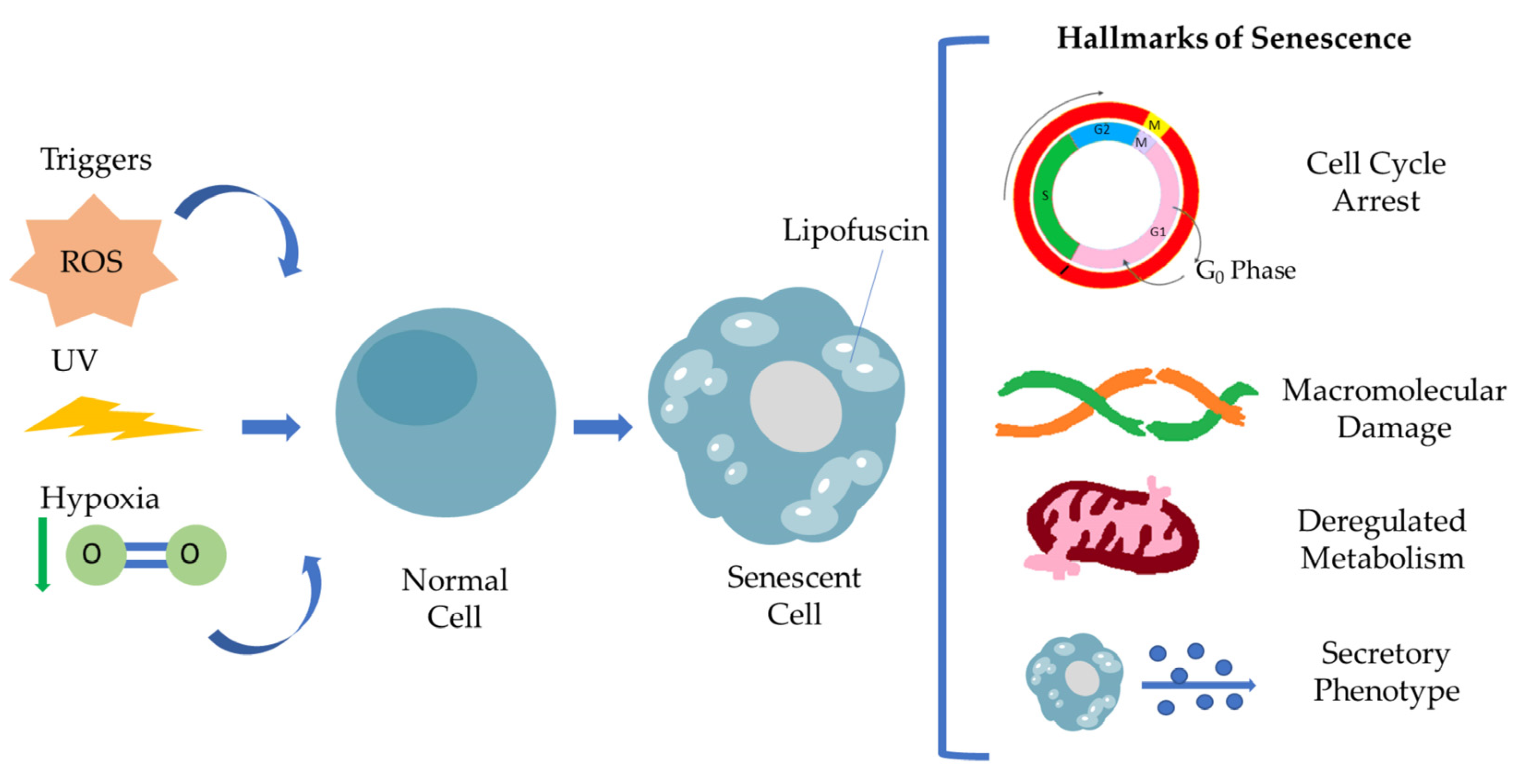 Antioxidants 12 00169 g001 Antioxidants 12 00169 g001
