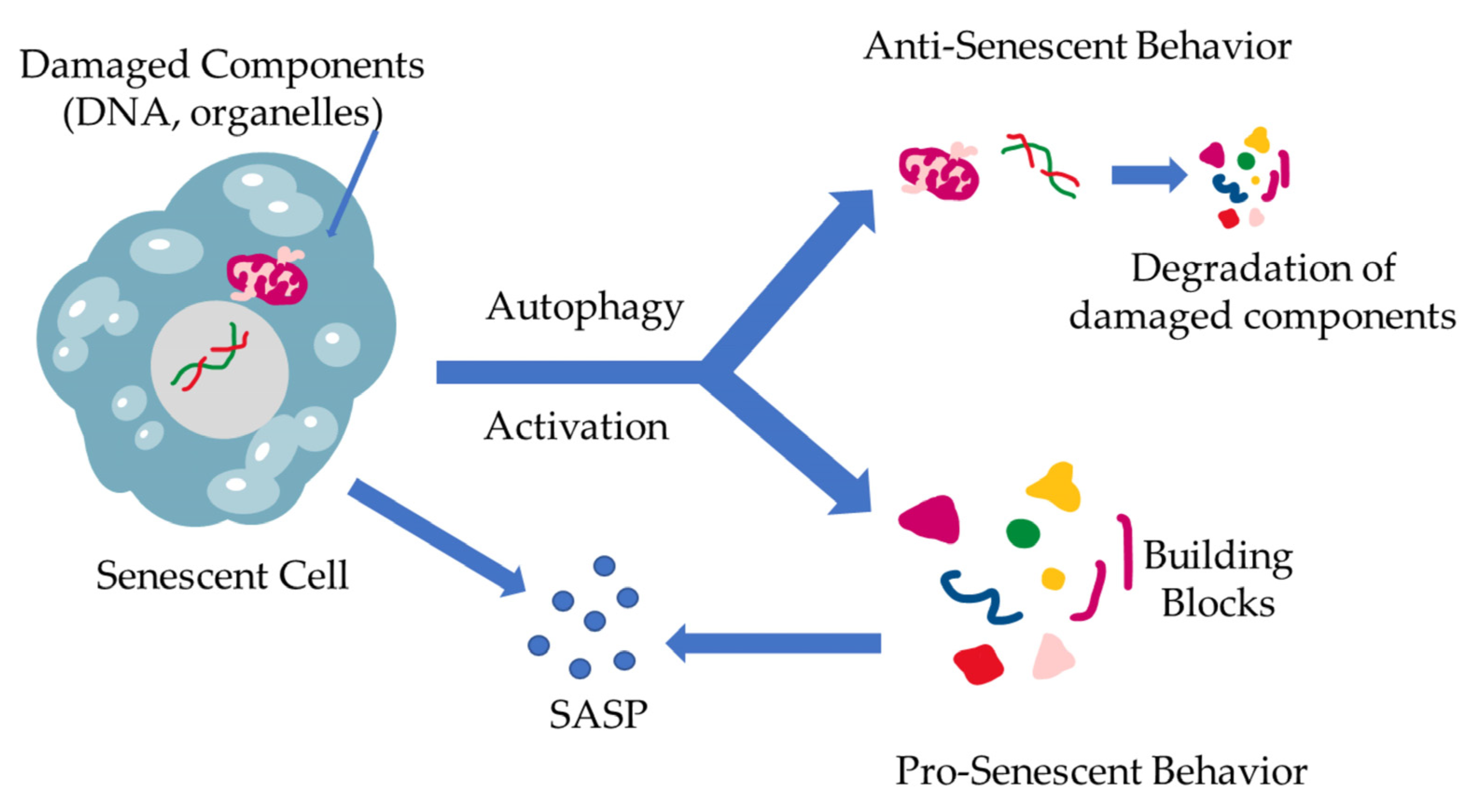 Antioxidants 12 00169 g002 Antioxidants 12 00169 g002