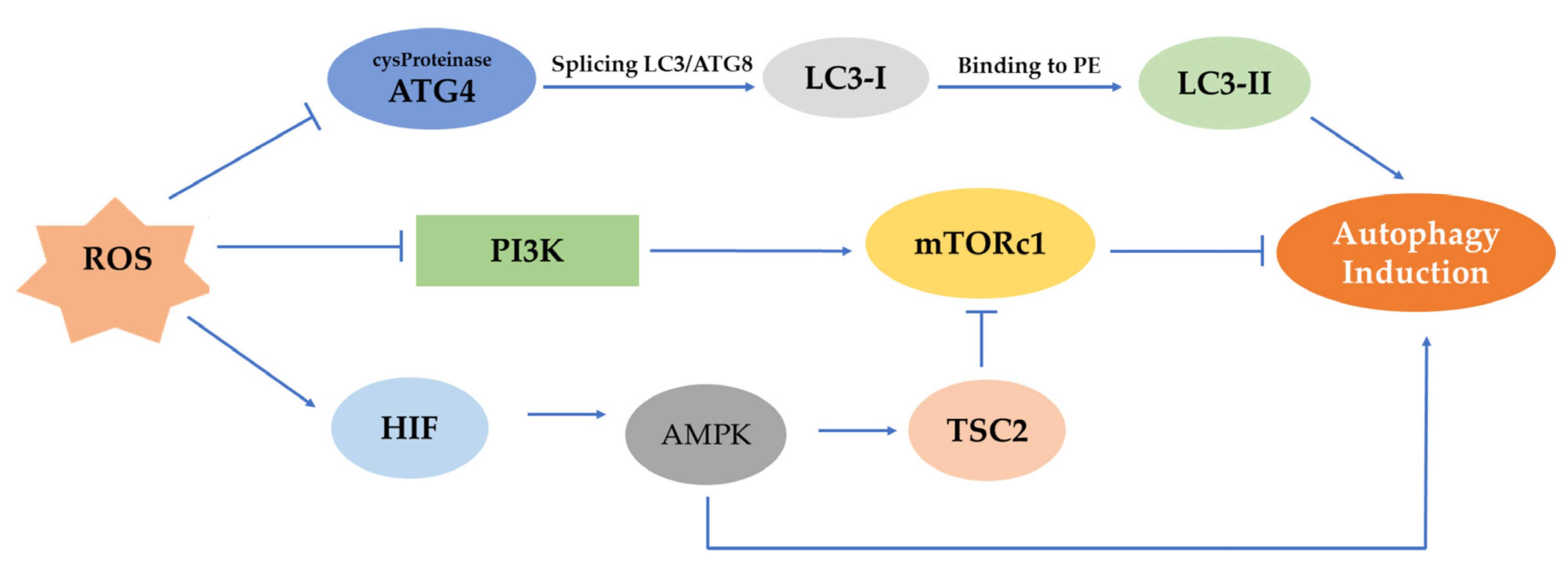 Antioxidants 12 00169 g003 Antioxidants 12 00169 g003