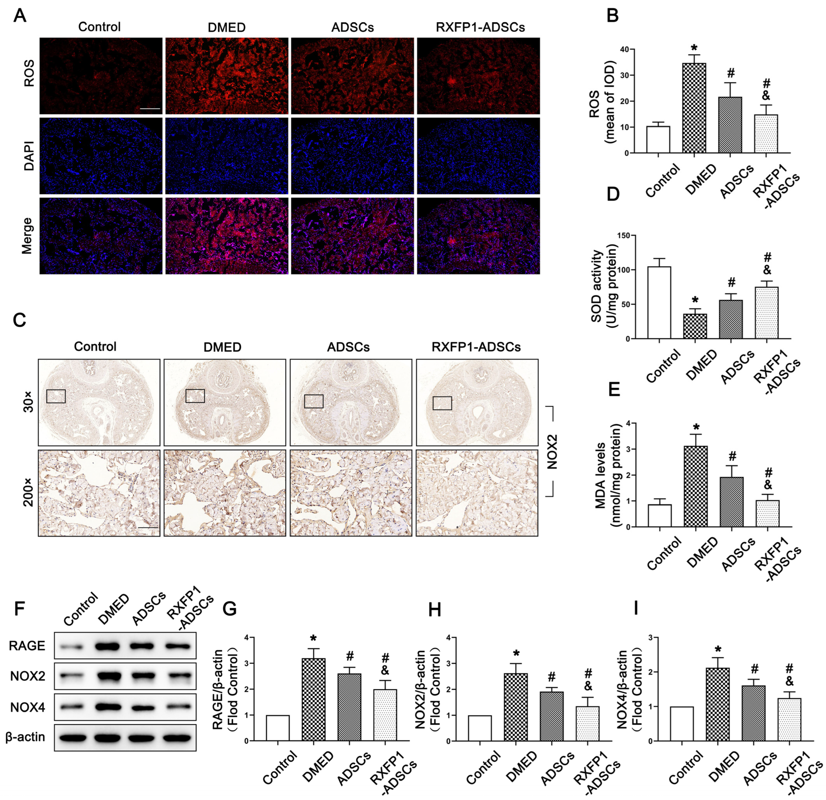 Antioxidants 12 00171 g004
