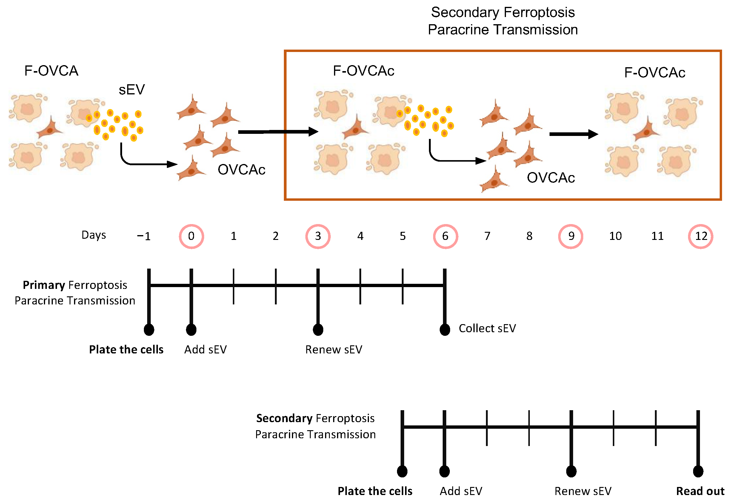 Antioxidants 12 00183 g013