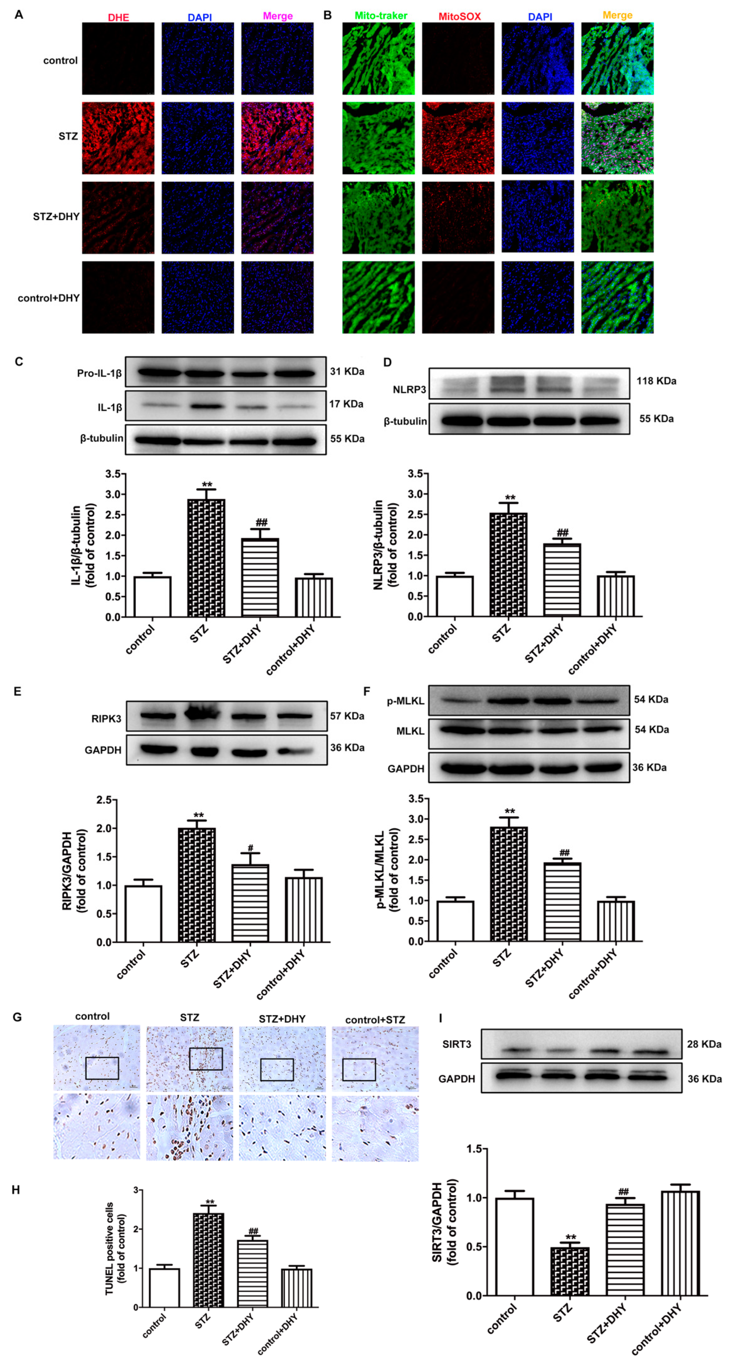 Antioxidants 12 00200 g004 Antioxidants 12 00200 g004