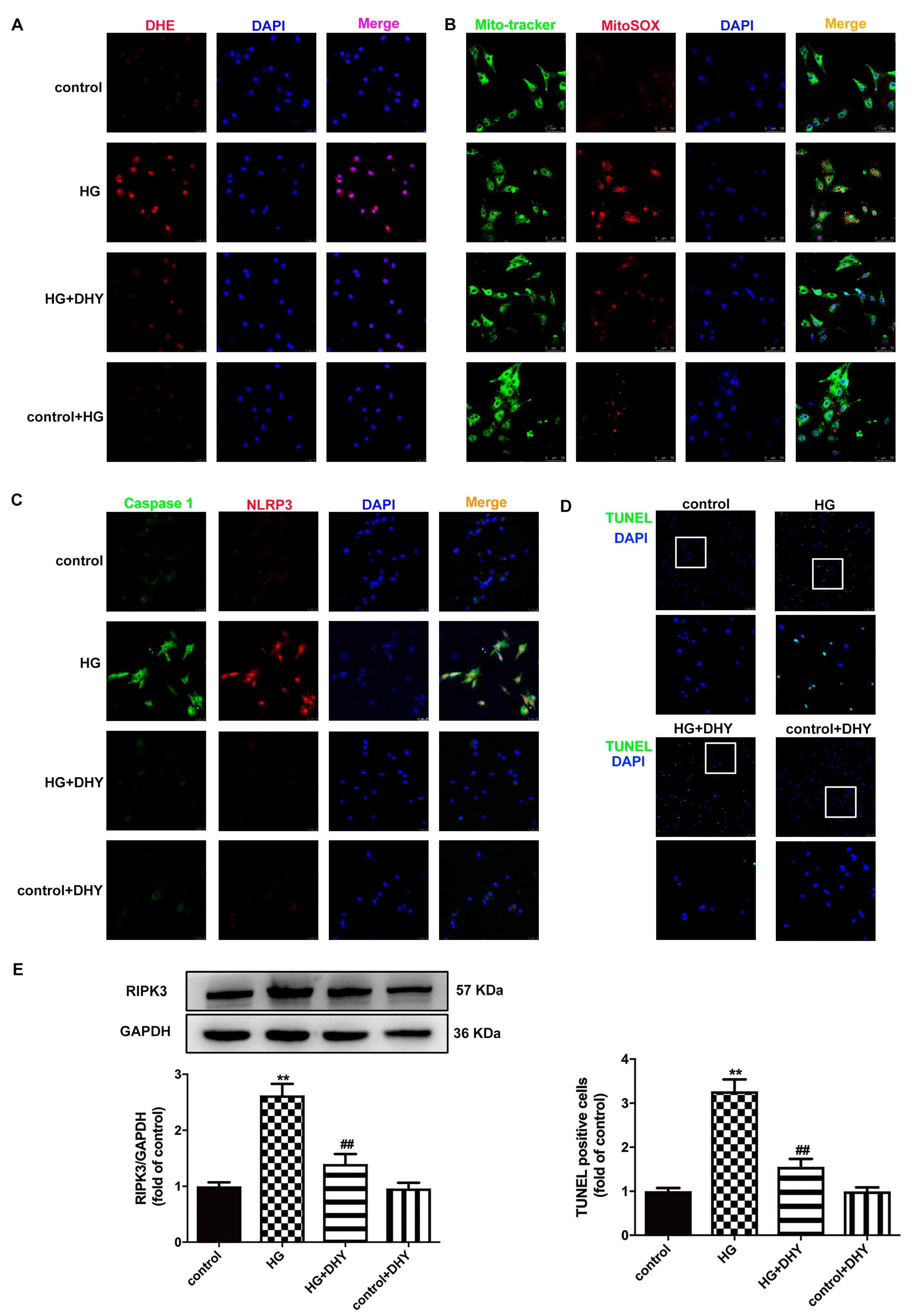 Antioxidants 12 00200 g006 Antioxidants 12 00200 g006