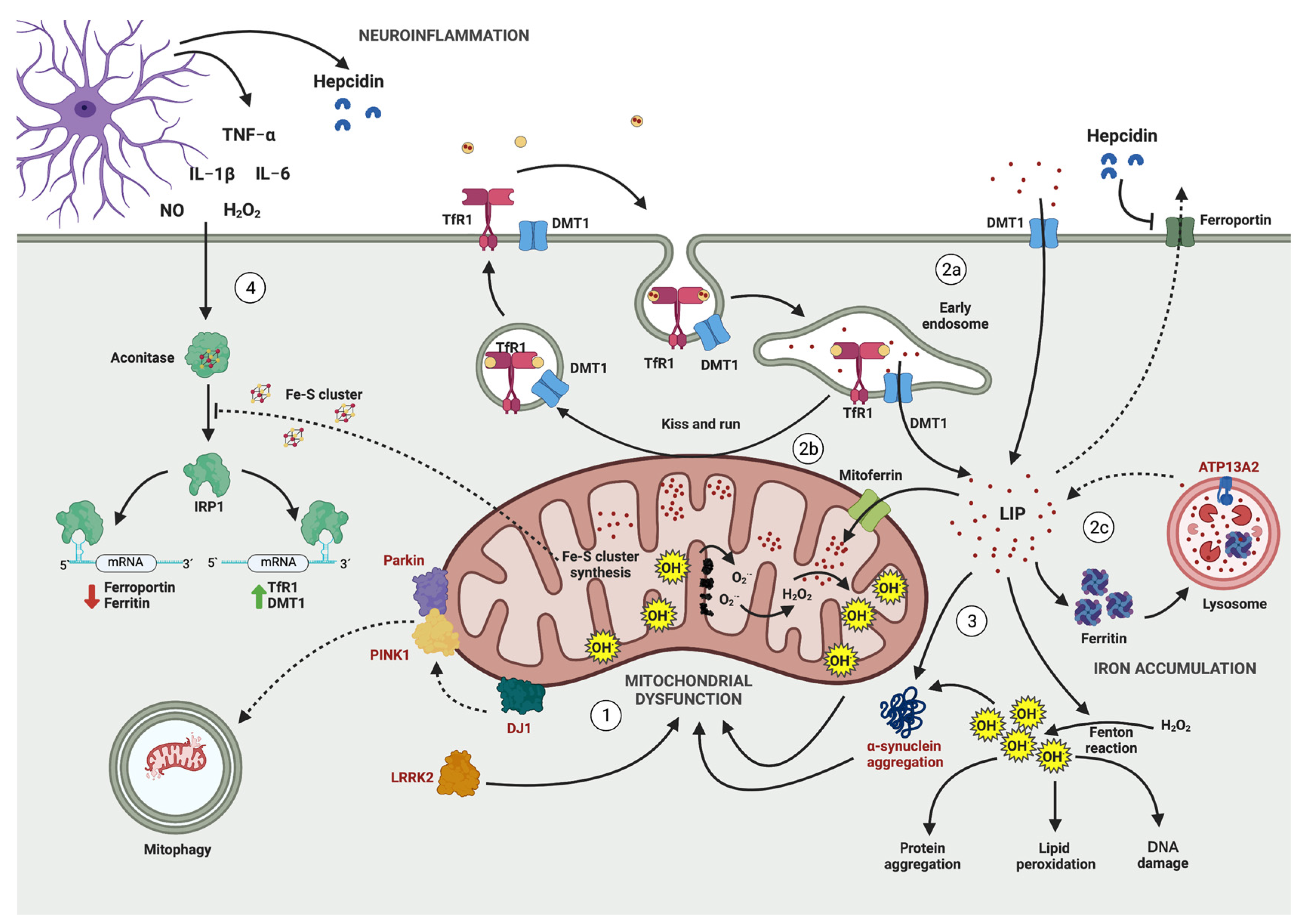 Antioxidants 12 00214 g001