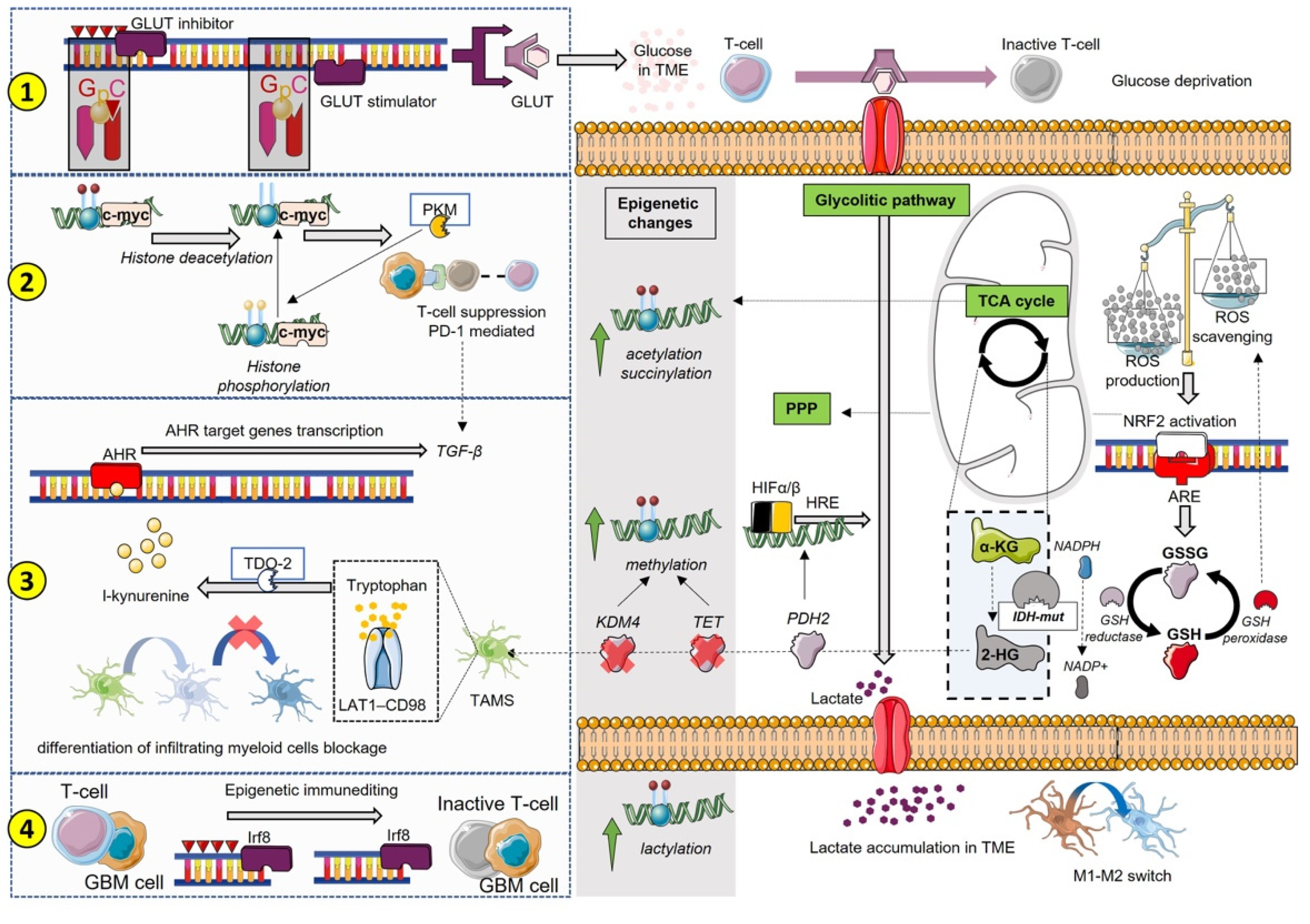 Antioxidants 12 00220 g002 Antioxidants 12 00220 g002