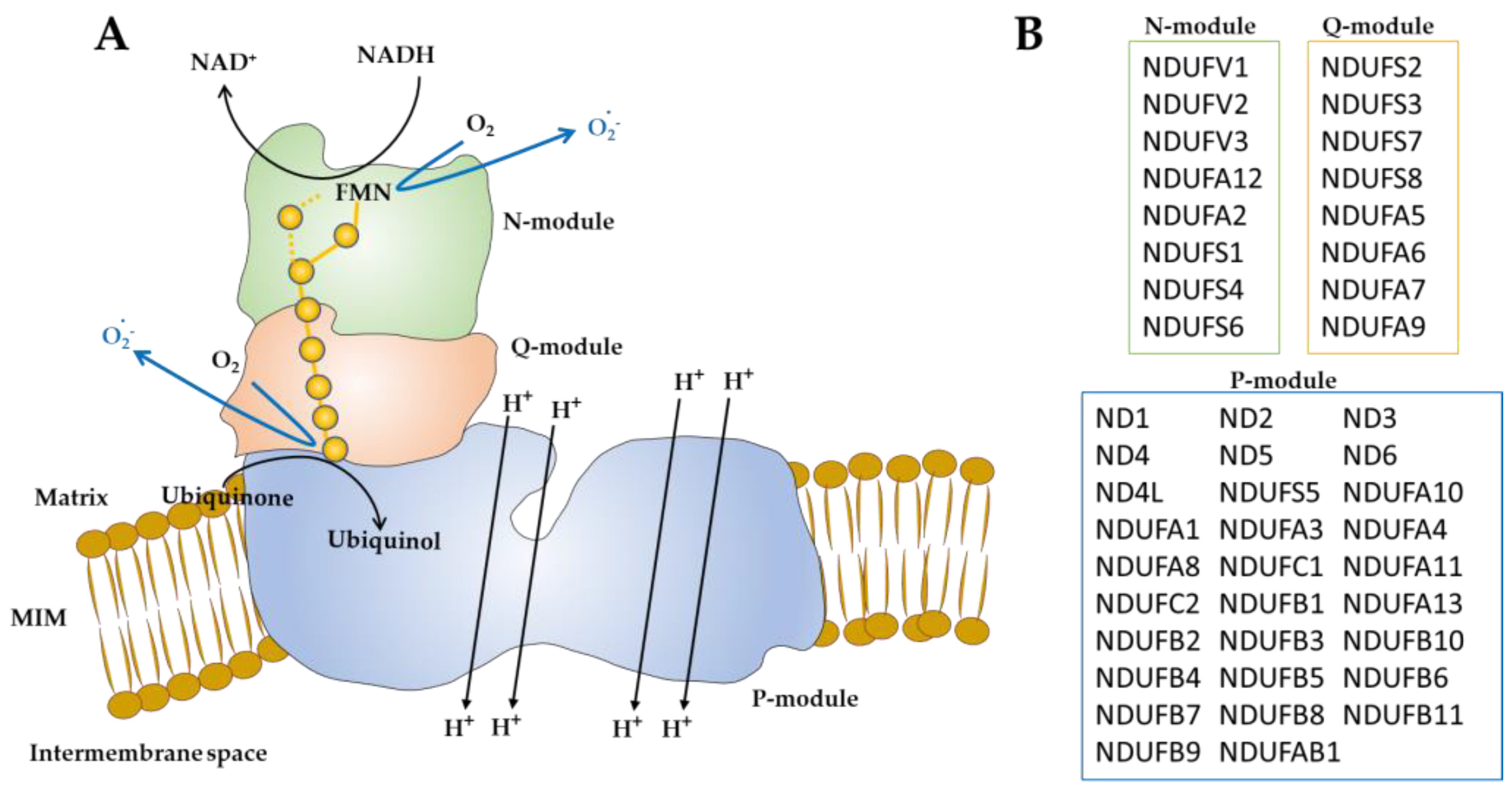 Antioxidants 12 00221 g001 Antioxidants 12 00221 g001
