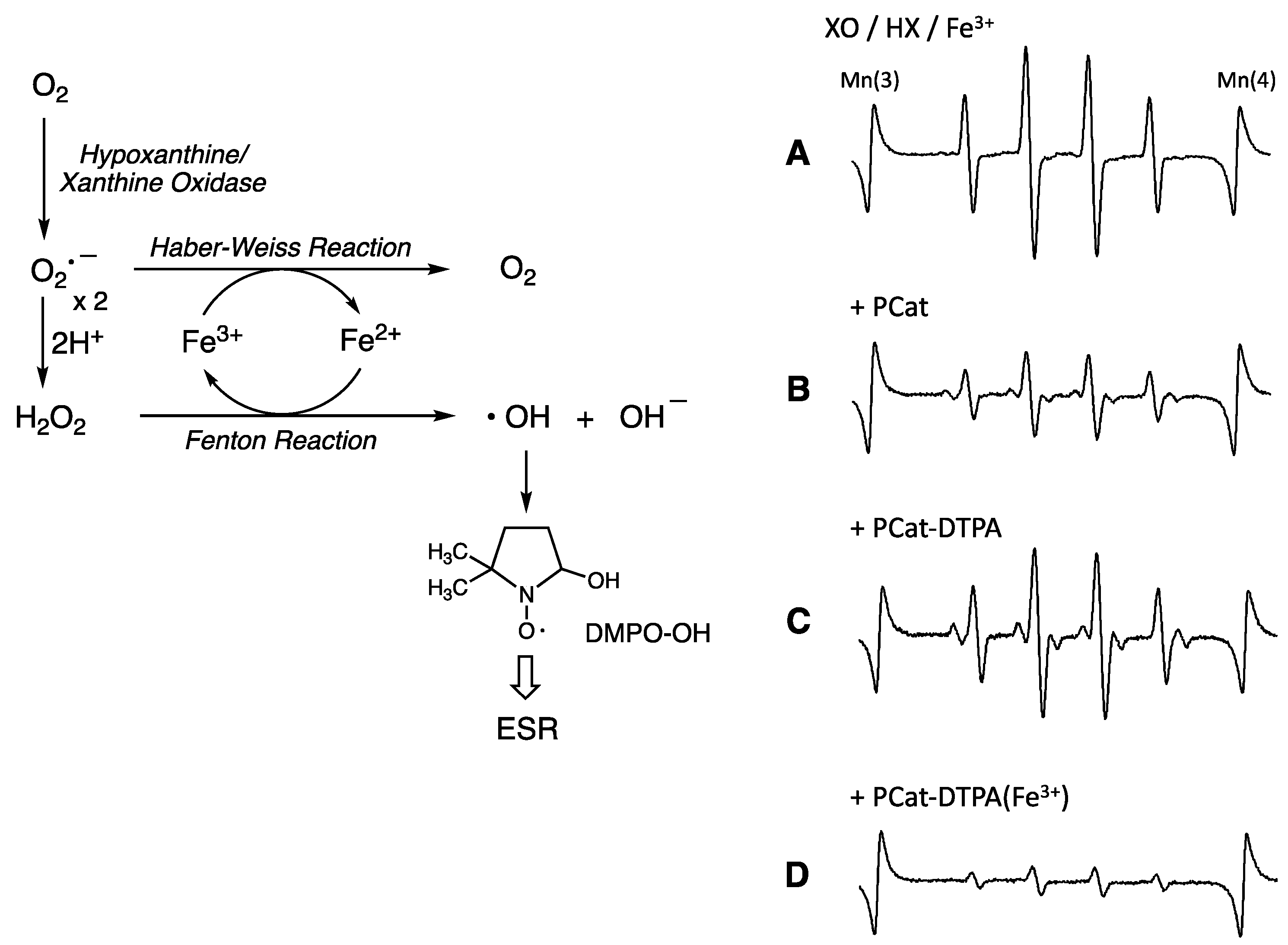 Antioxidants 12 00225 g004 Antioxidants 12 00225 g004