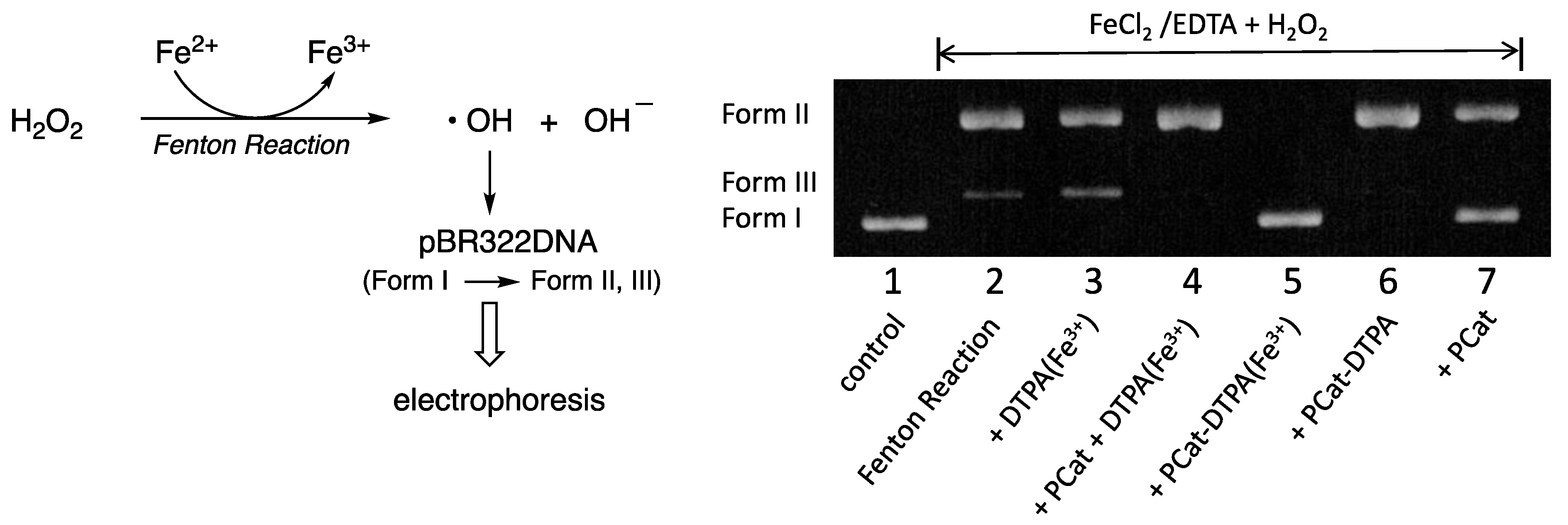 Antioxidants 12 00225 g005 Antioxidants 12 00225 g005