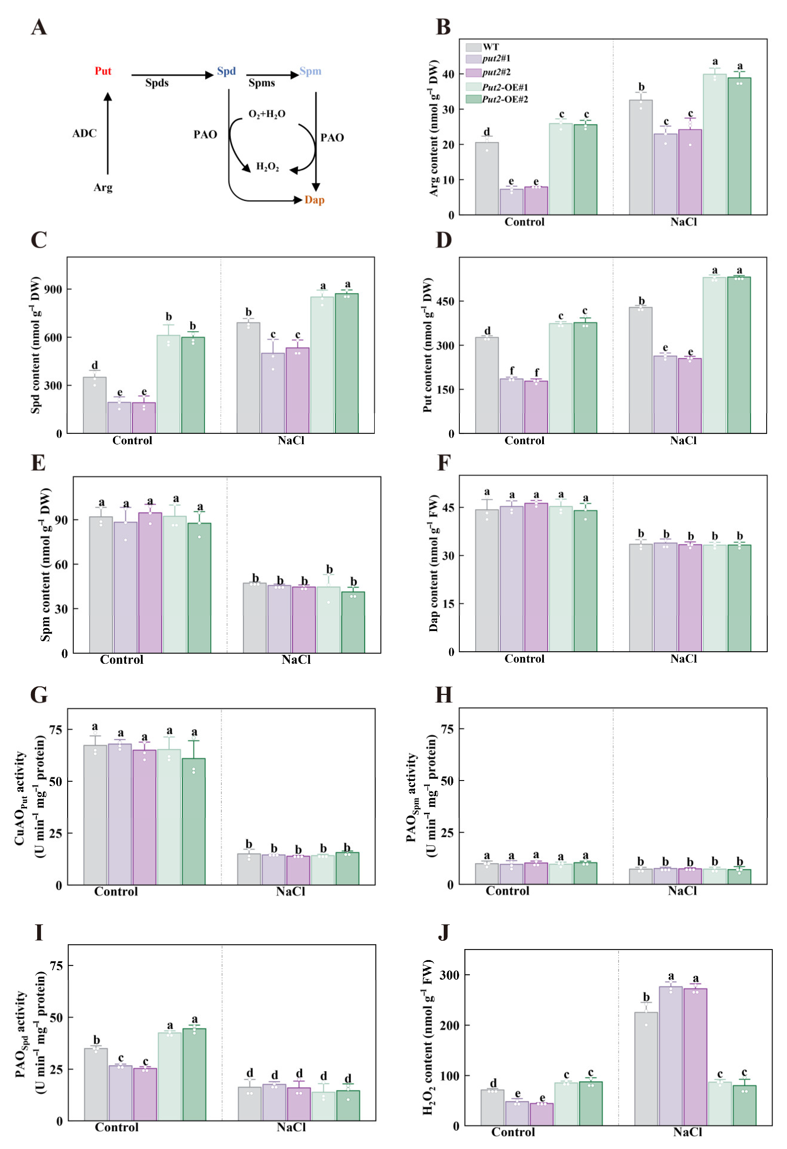 Antioxidants 12 00228 g006 Antioxidants 12 00228 g006