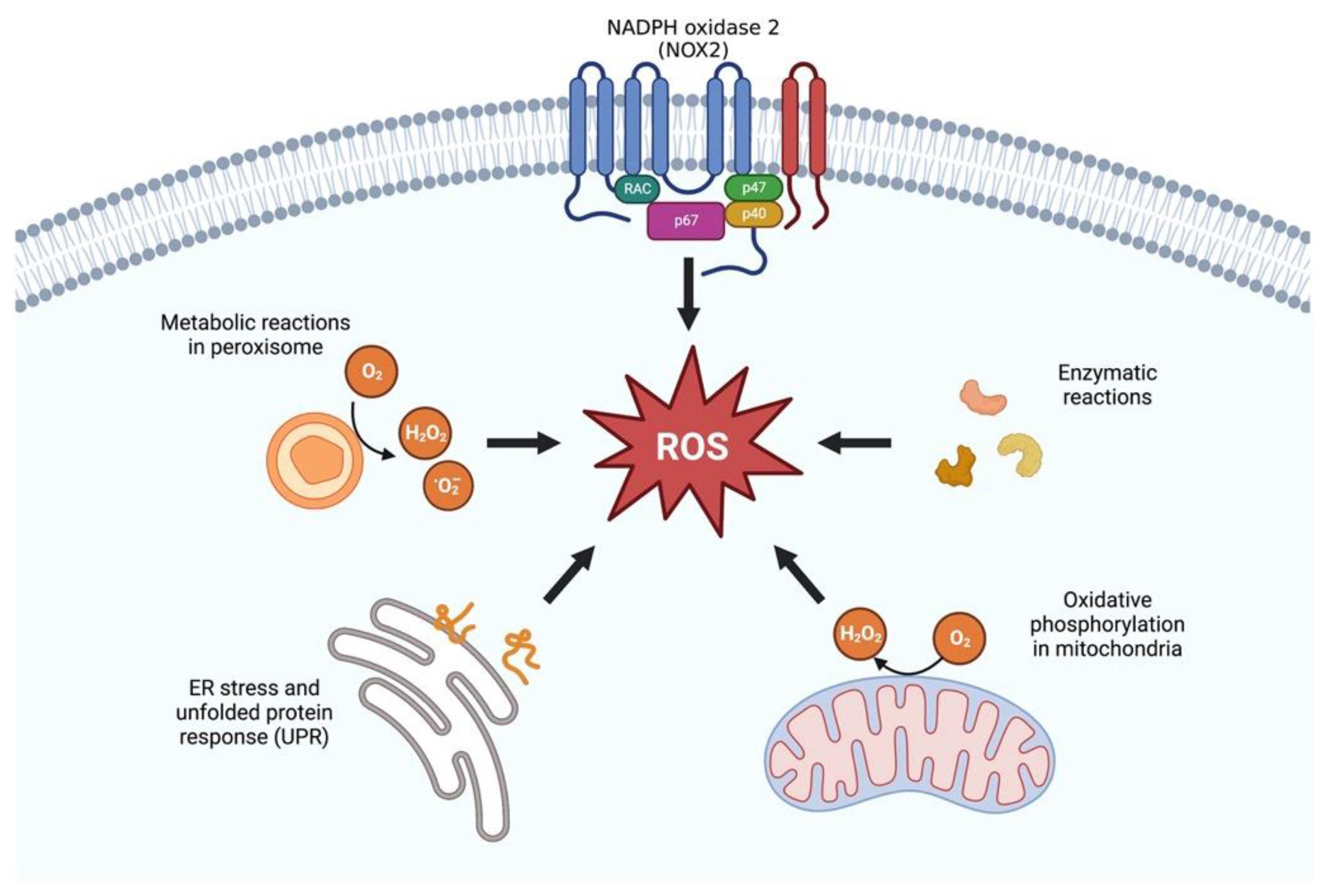 Antioxidants 12 00239 g001 Antioxidants 12 00239 g001