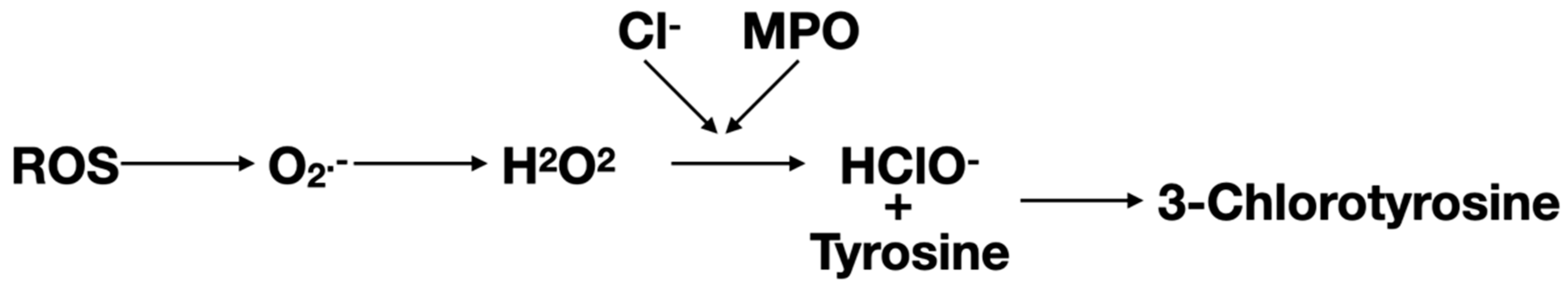Antioxidants 12 00249 g002 Antioxidants 12 00249 g002