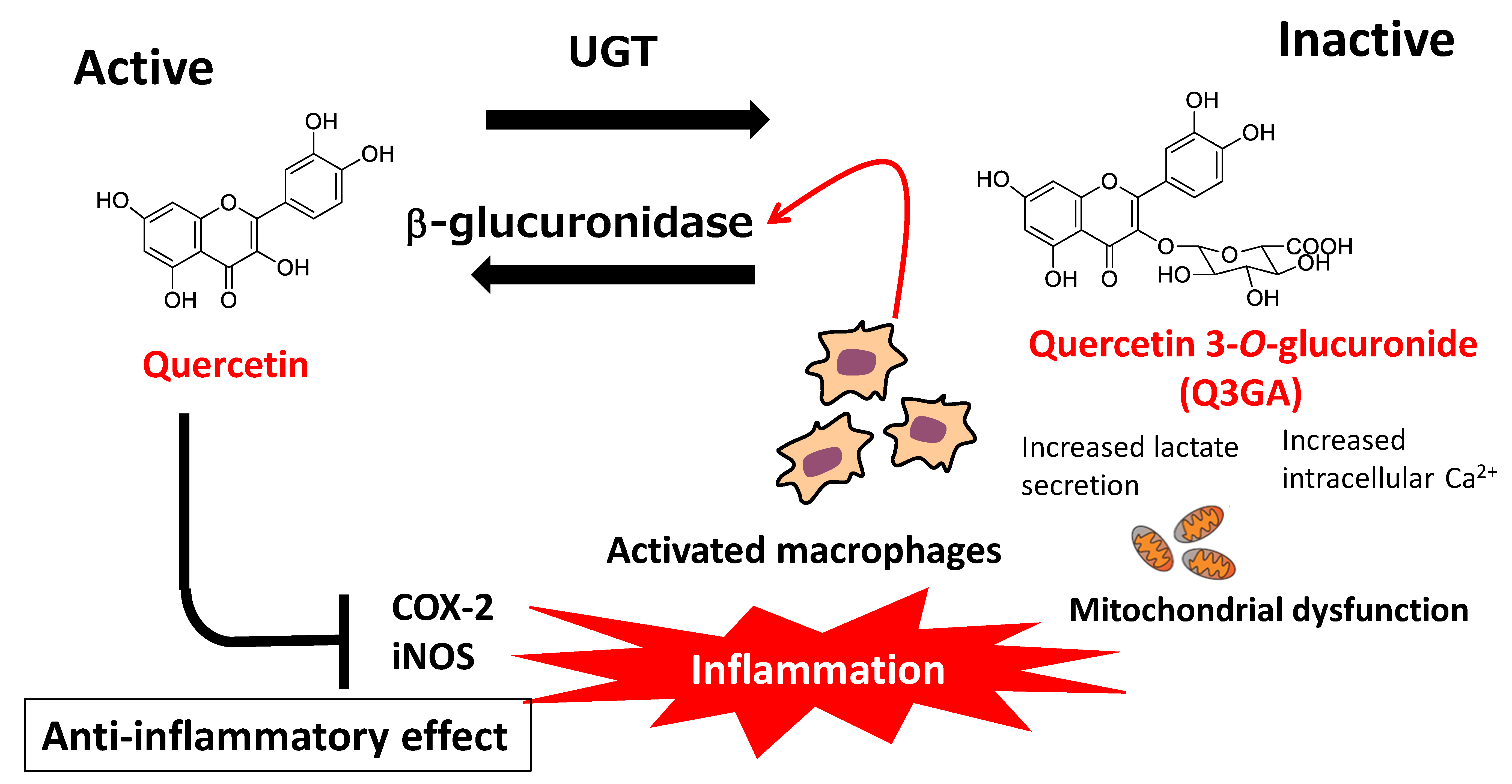 Quercetin For Anti-Atherosclerotic 