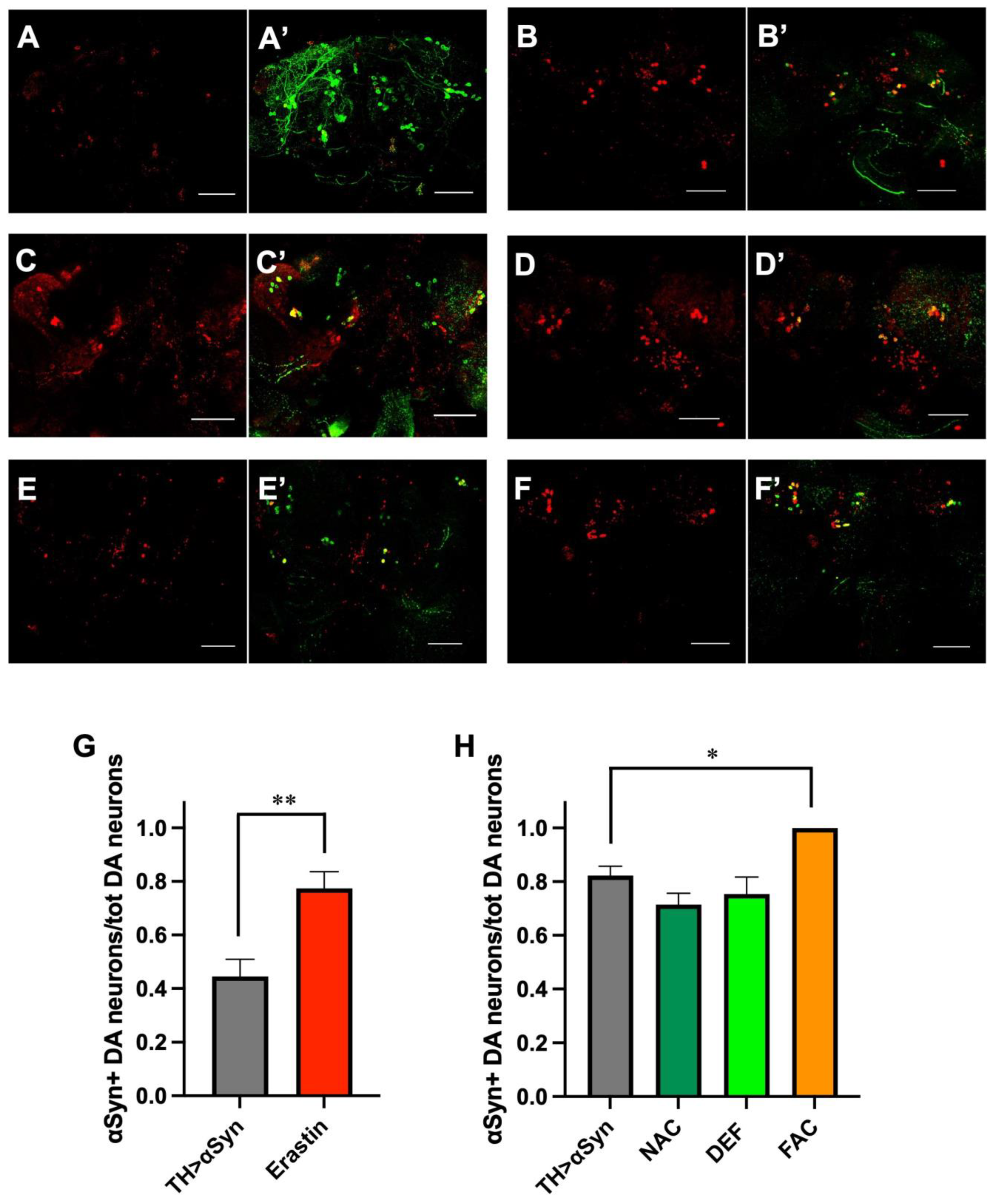 Antioxidants 12 00261 g004