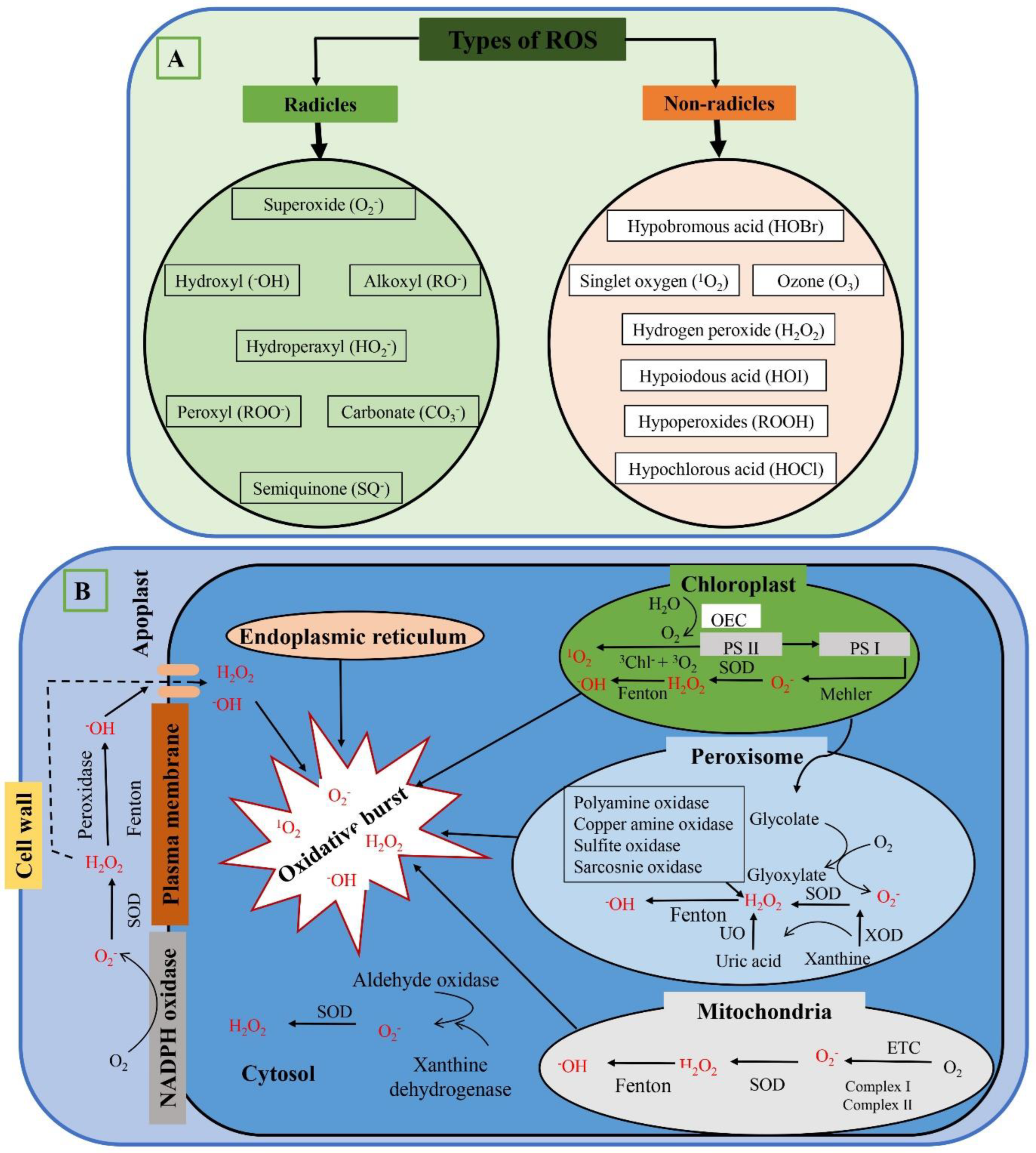 Antioxidants 12 00268 g001 Antioxidants 12 00268 g001