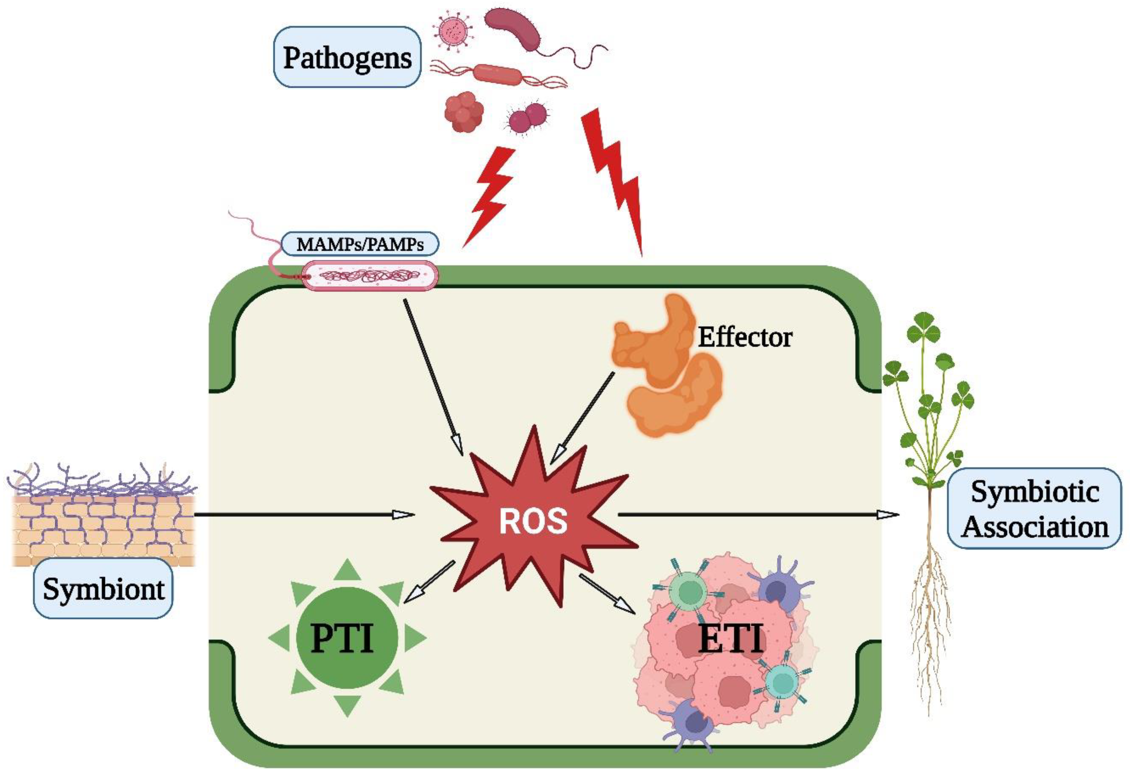 Antioxidants 12 00268 g002 Antioxidants 12 00268 g002