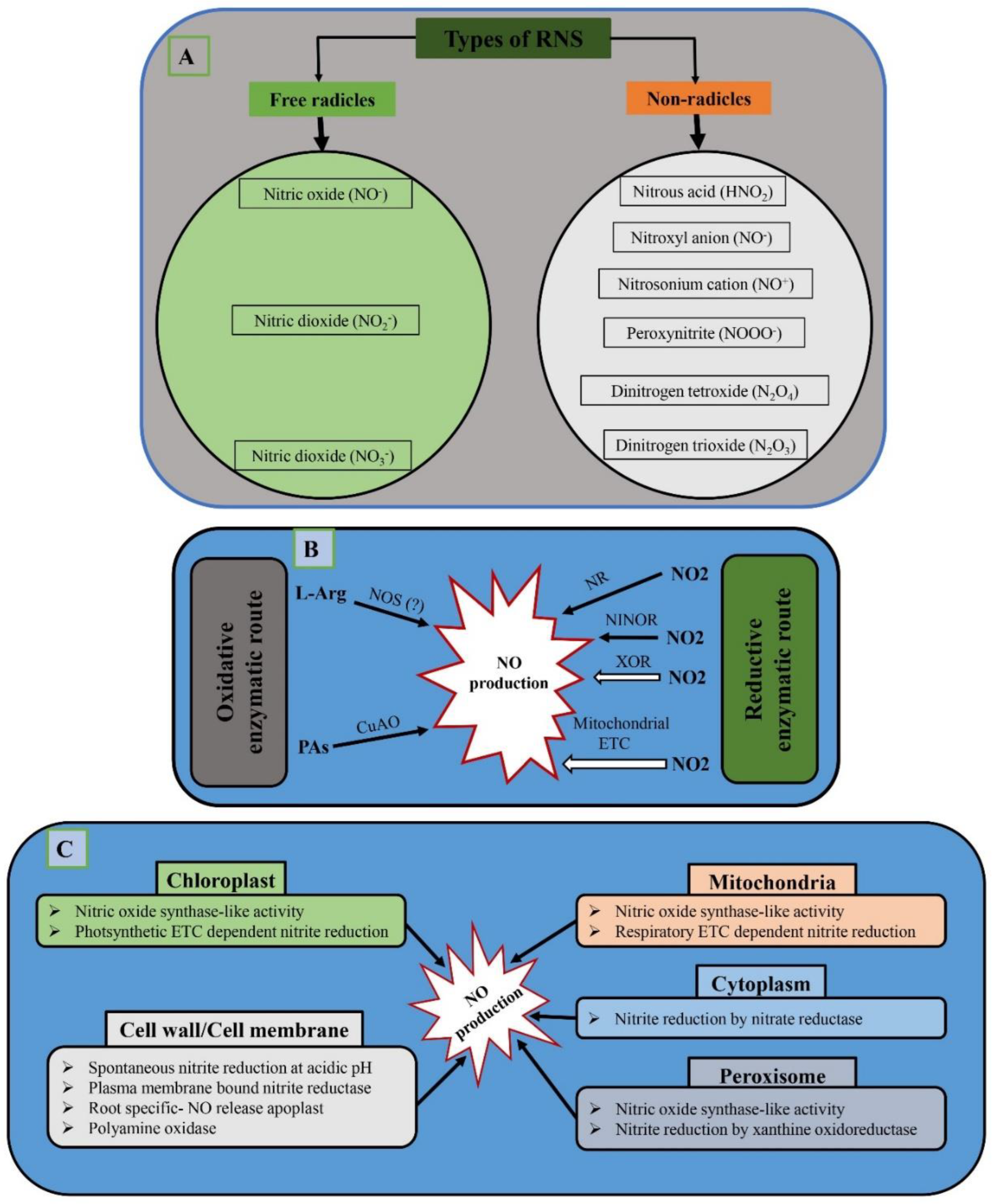 Antioxidants 12 00268 g003 Antioxidants 12 00268 g003
