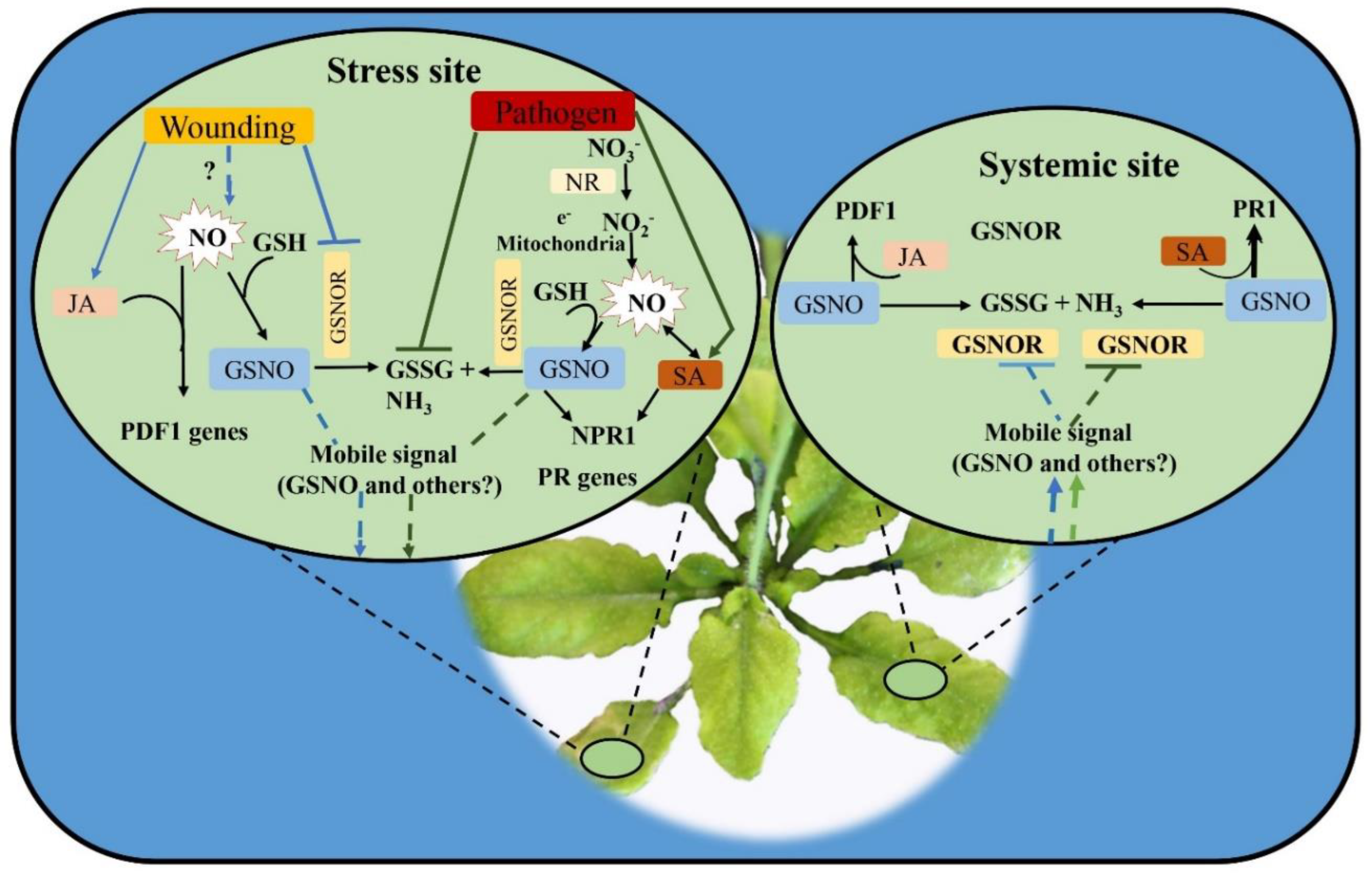 Antioxidants 12 00268 g004 Antioxidants 12 00268 g004
