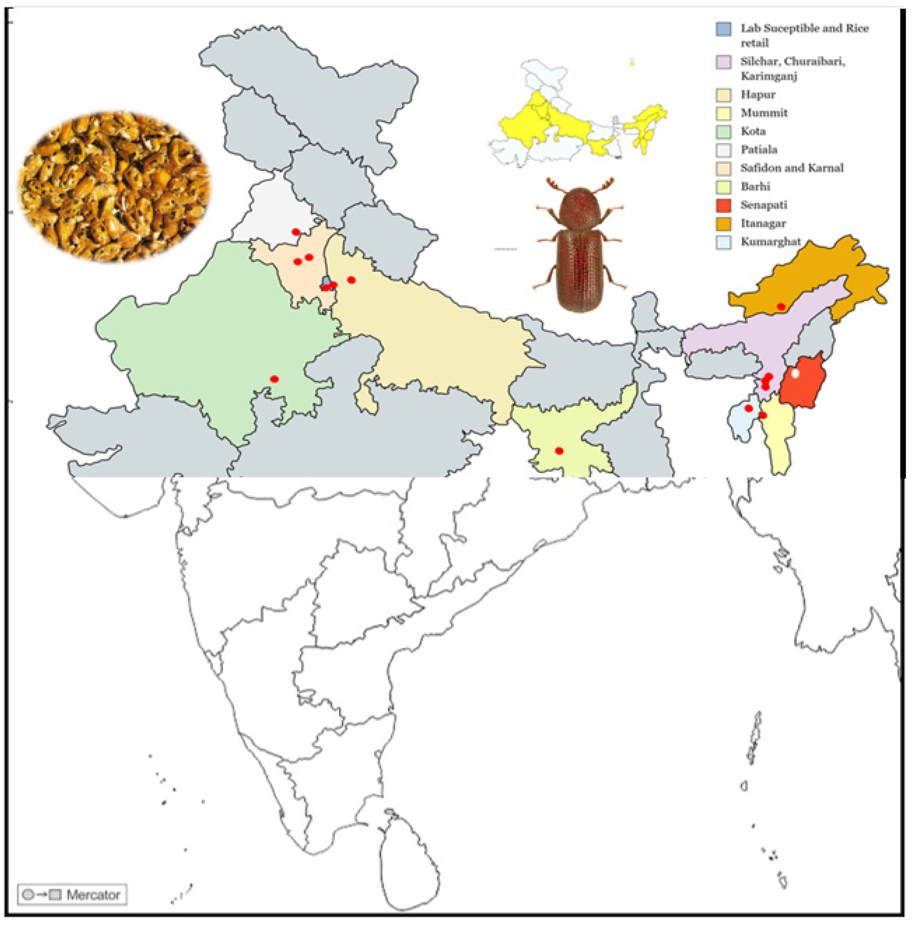 Antioxidants 12 00270 g001 Antioxidants 12 00270 g001