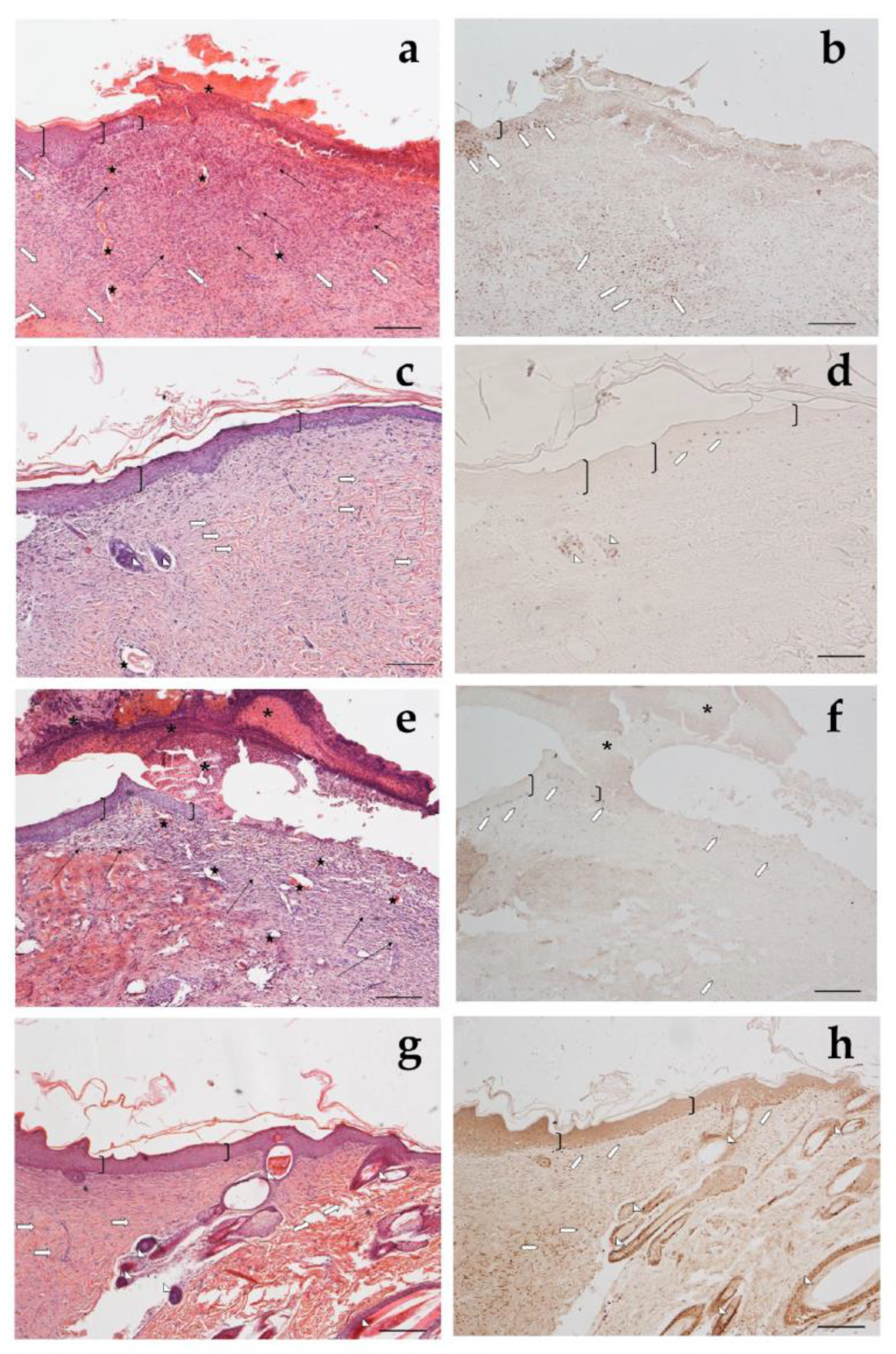 Antioxidants 12 00273 g012