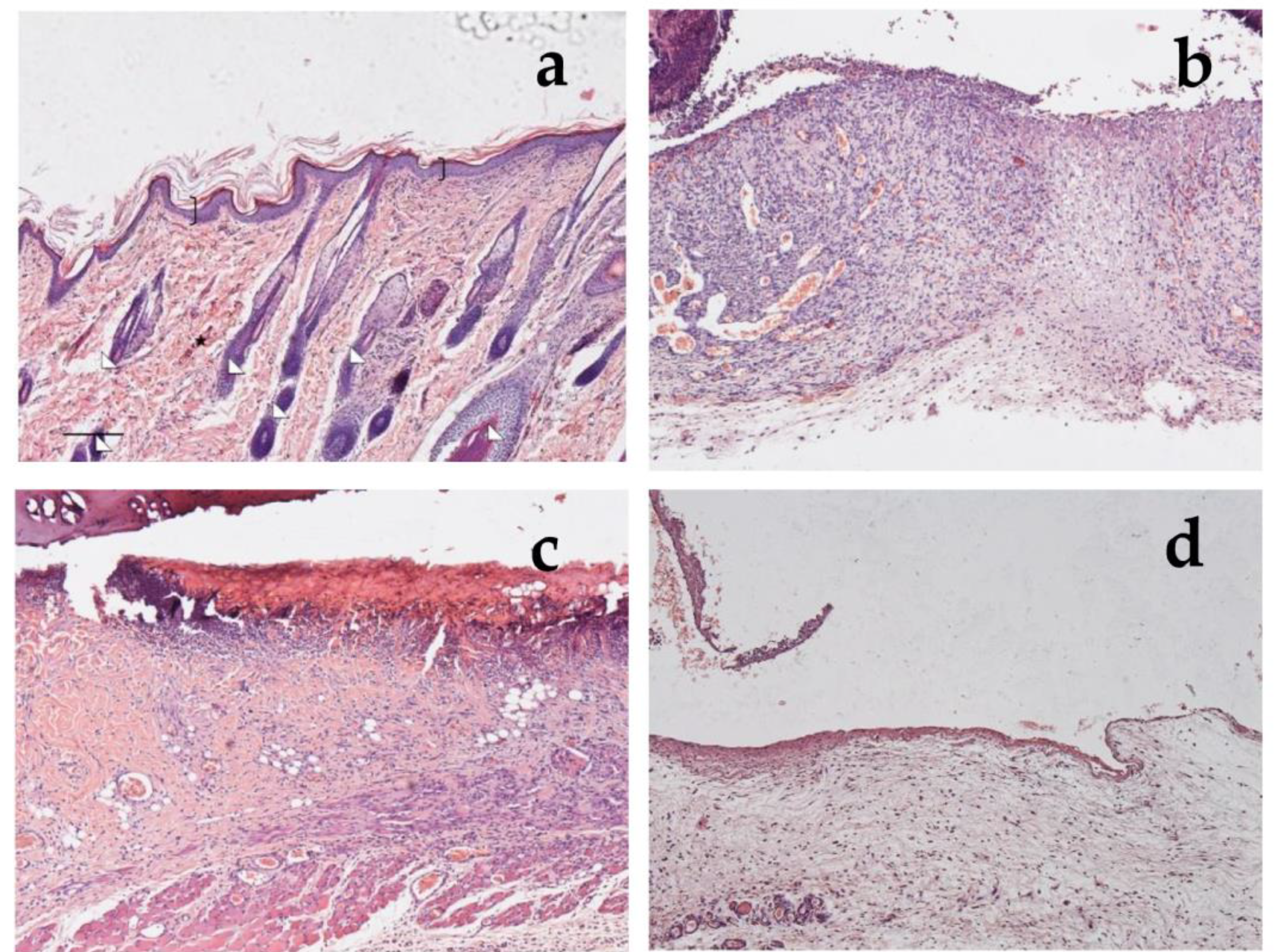 Antioxidants 12 00273 g013