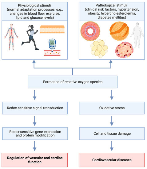 Antioxidants Free Full Text Oxidative Stress Antioxidants and