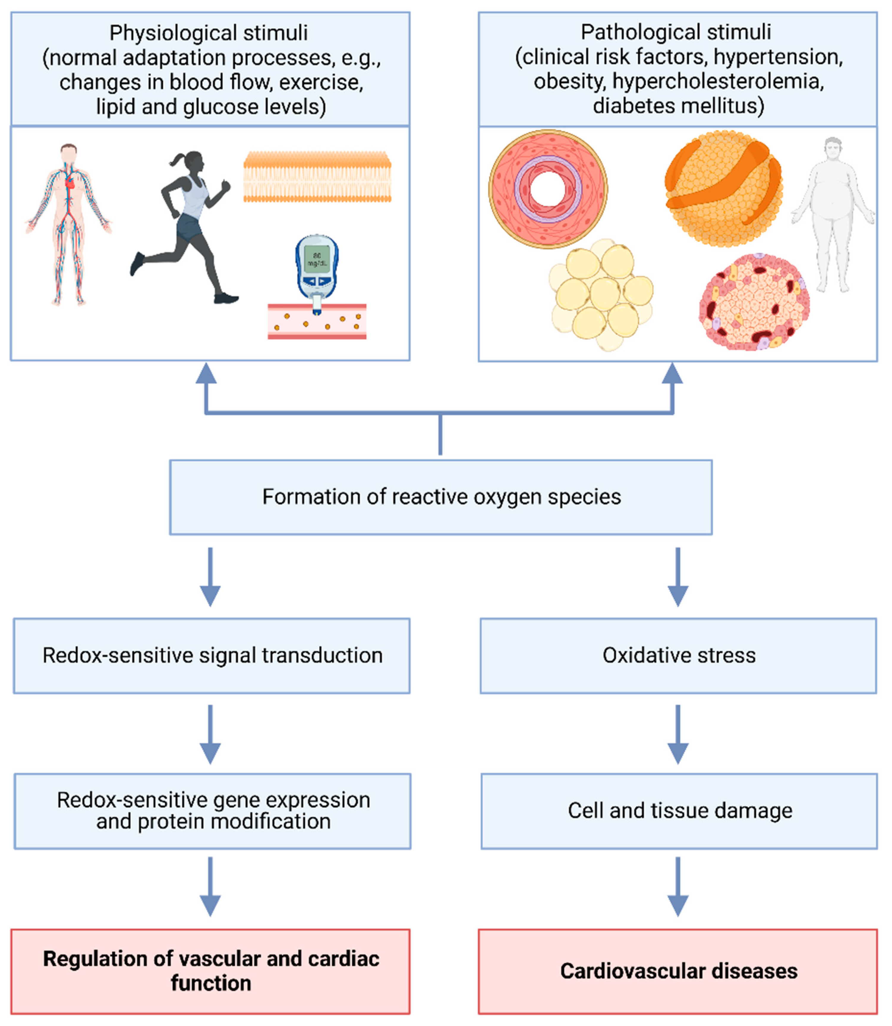 Antioxidants 12 00281 g001