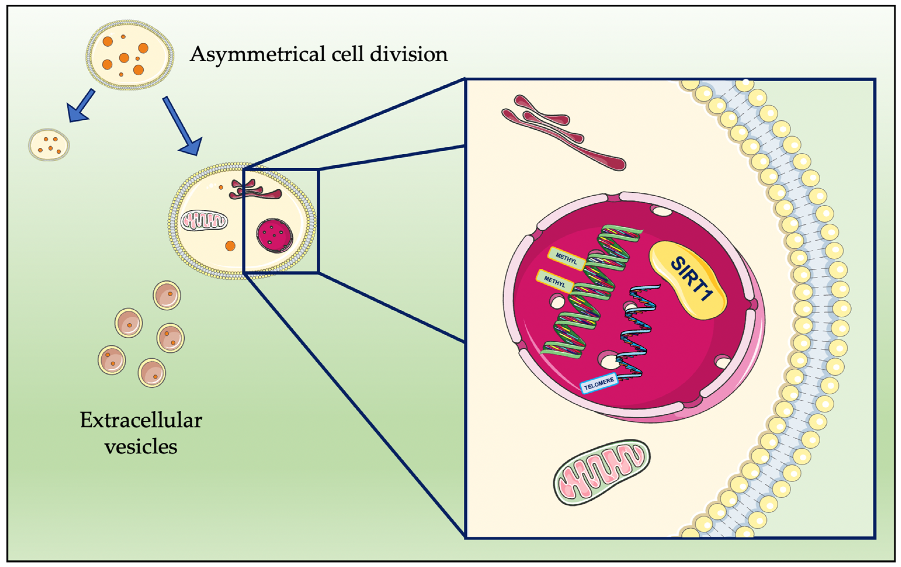 Antioxidants 12 00288 g002