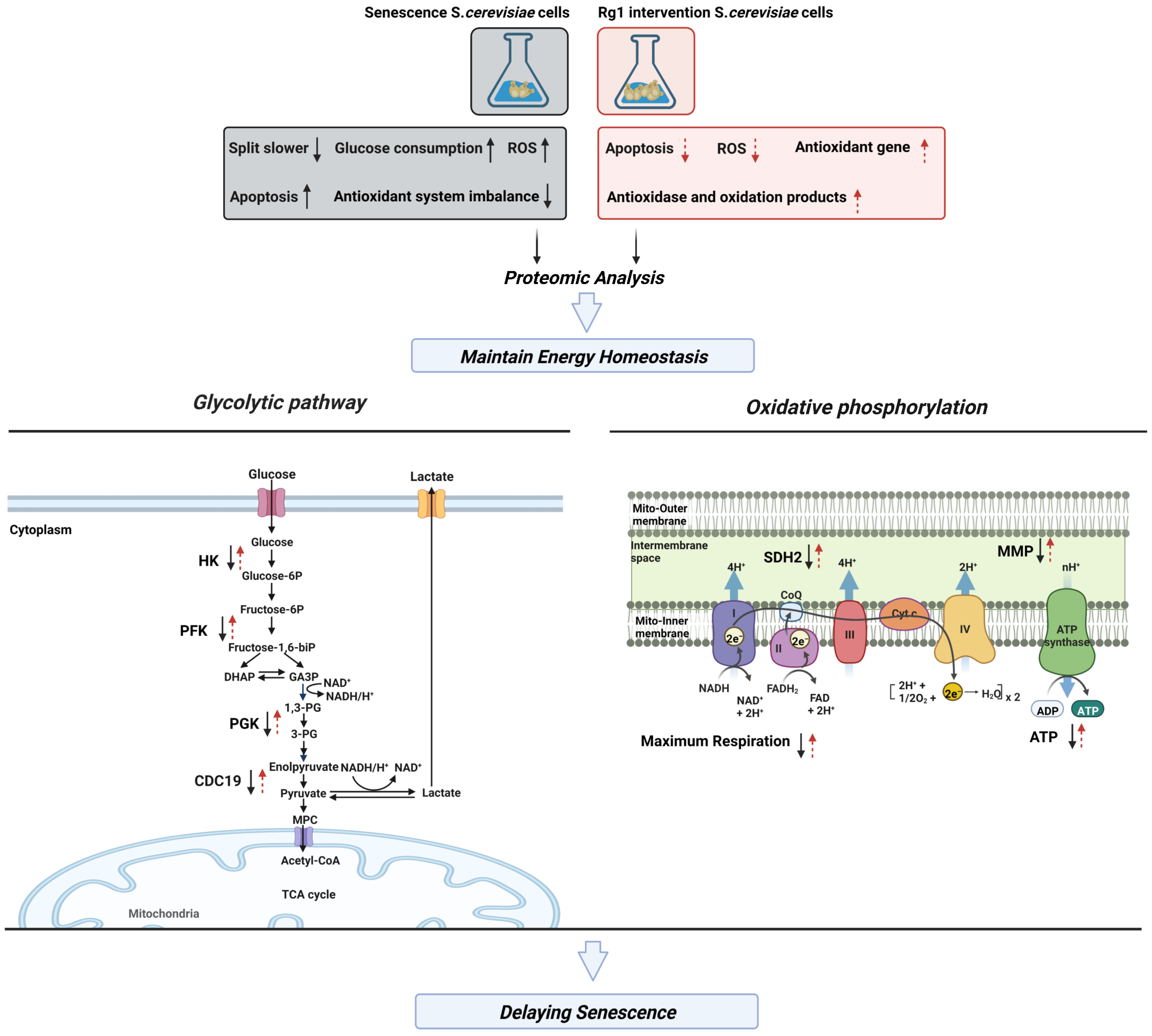 Antioxidants 12 00296 g010