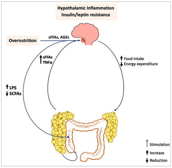 Antioxidants | Free Full-Text | Exercise Restores Hypothalamic Health ...