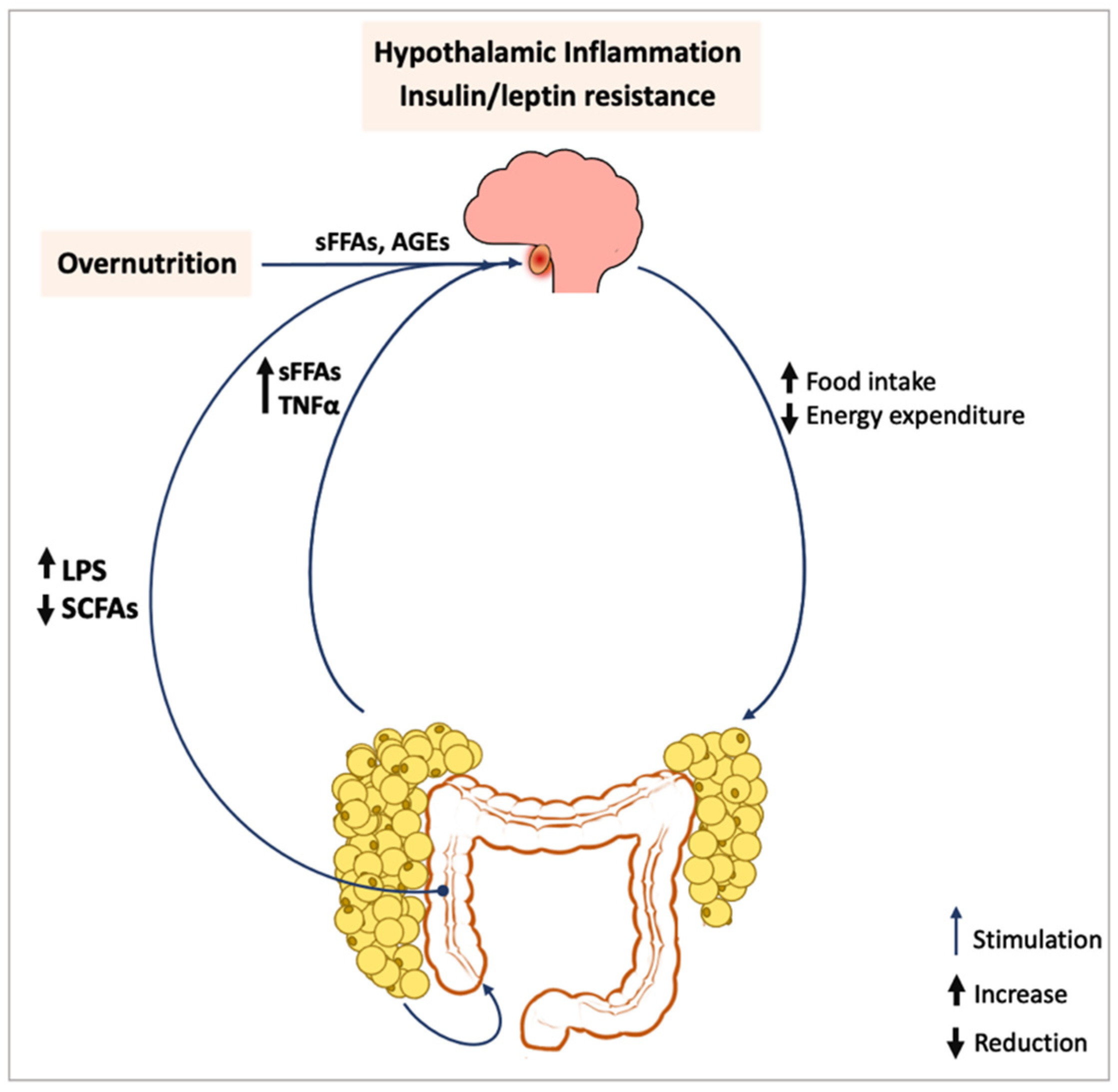 Antioxidants | Free Full-Text | Exercise Restores Hypothalamic Health ...