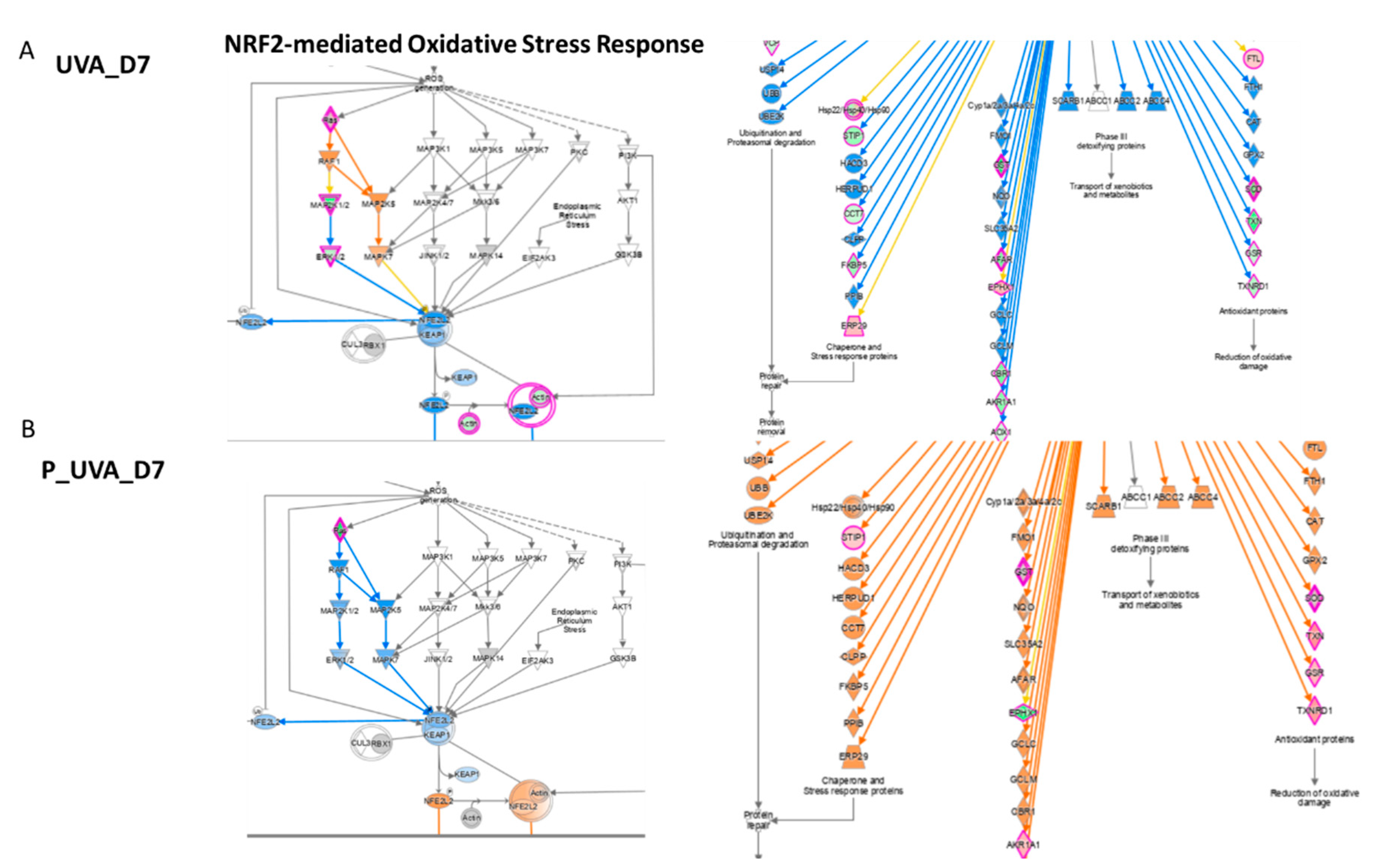 Antioxidants 12 00300 g005 Antioxidants 12 00300 g005