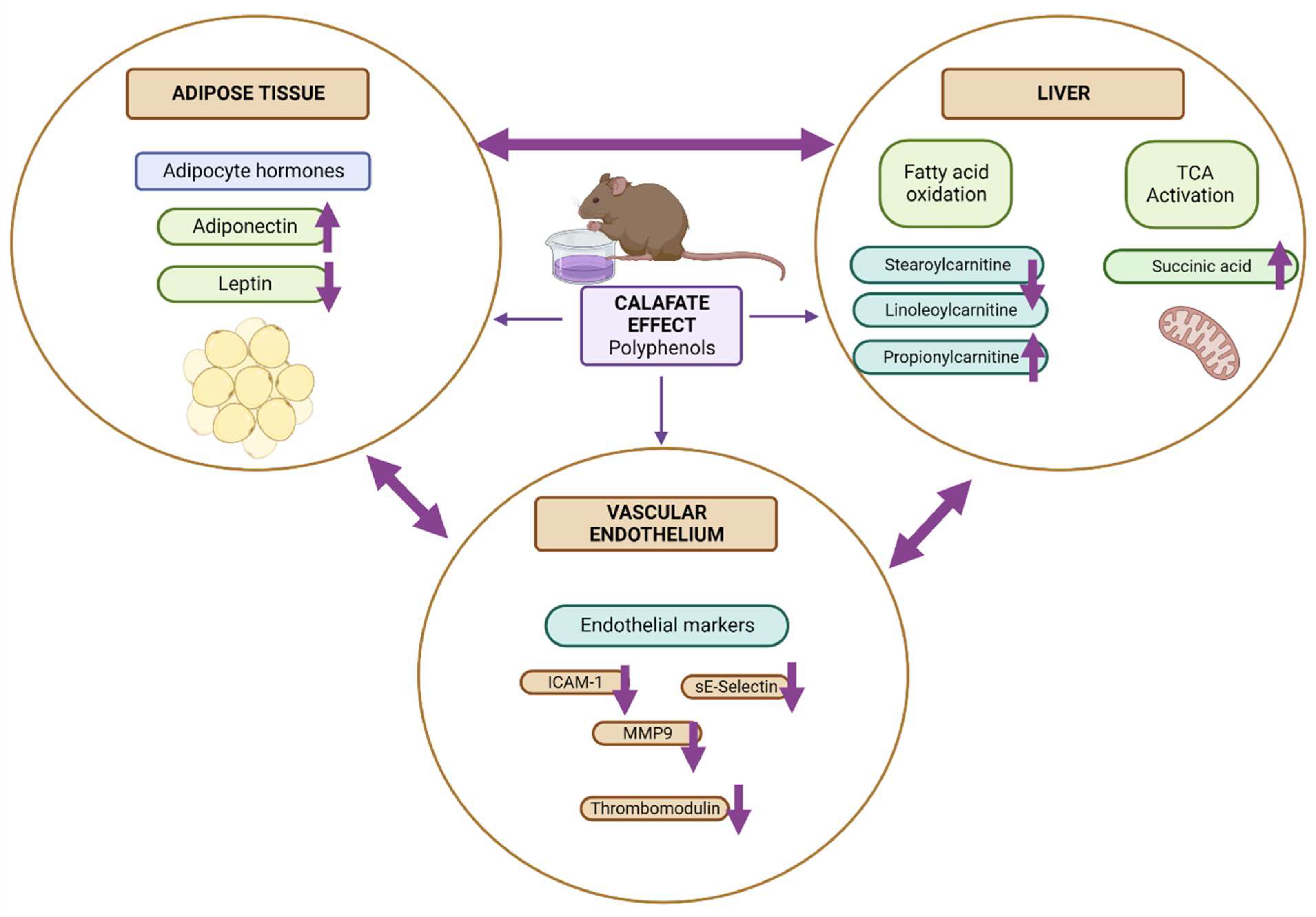 Antioxidants 12 00304 g005 Antioxidants 12 00304 g005