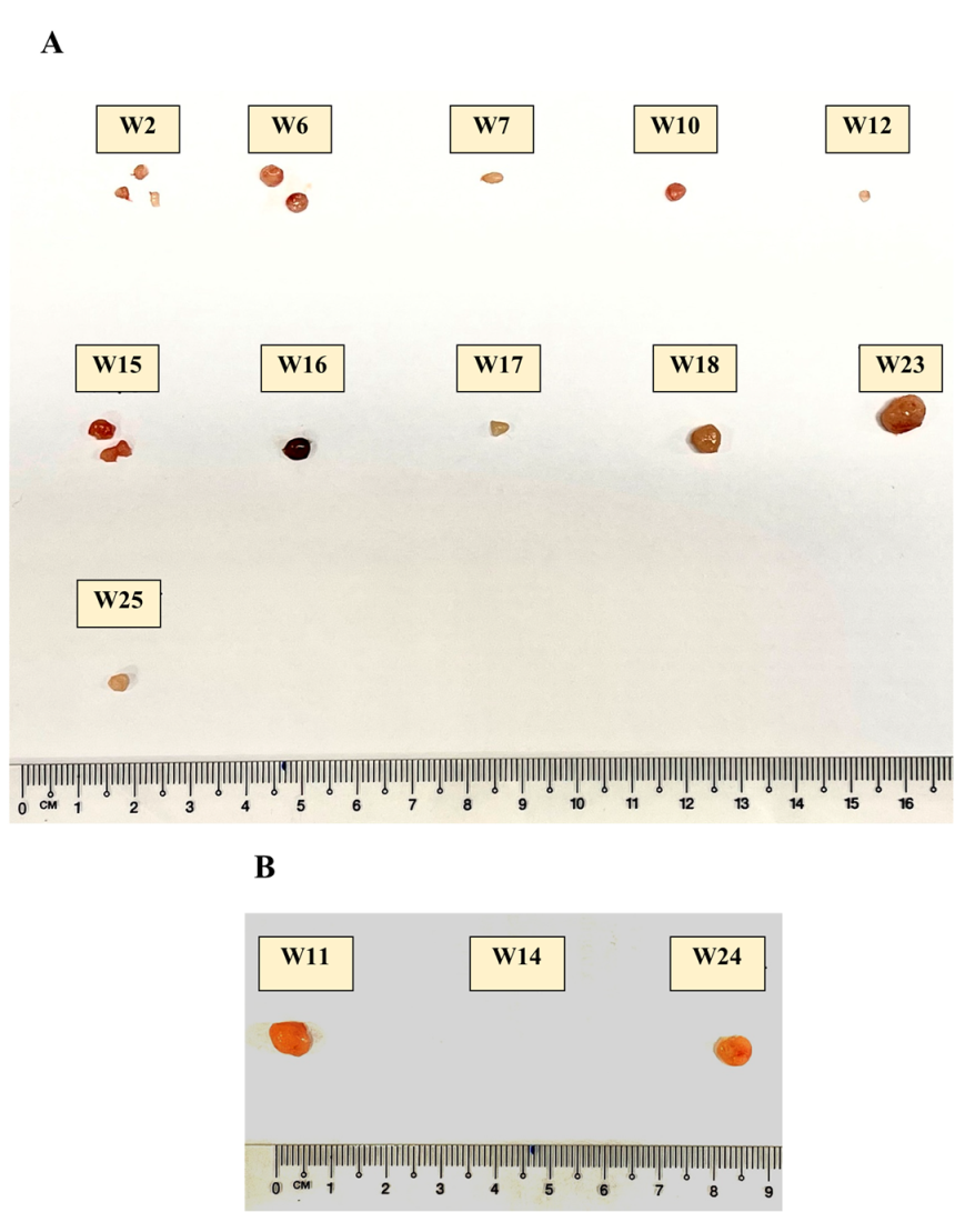 Antioxidants 12 00320 g0a1a