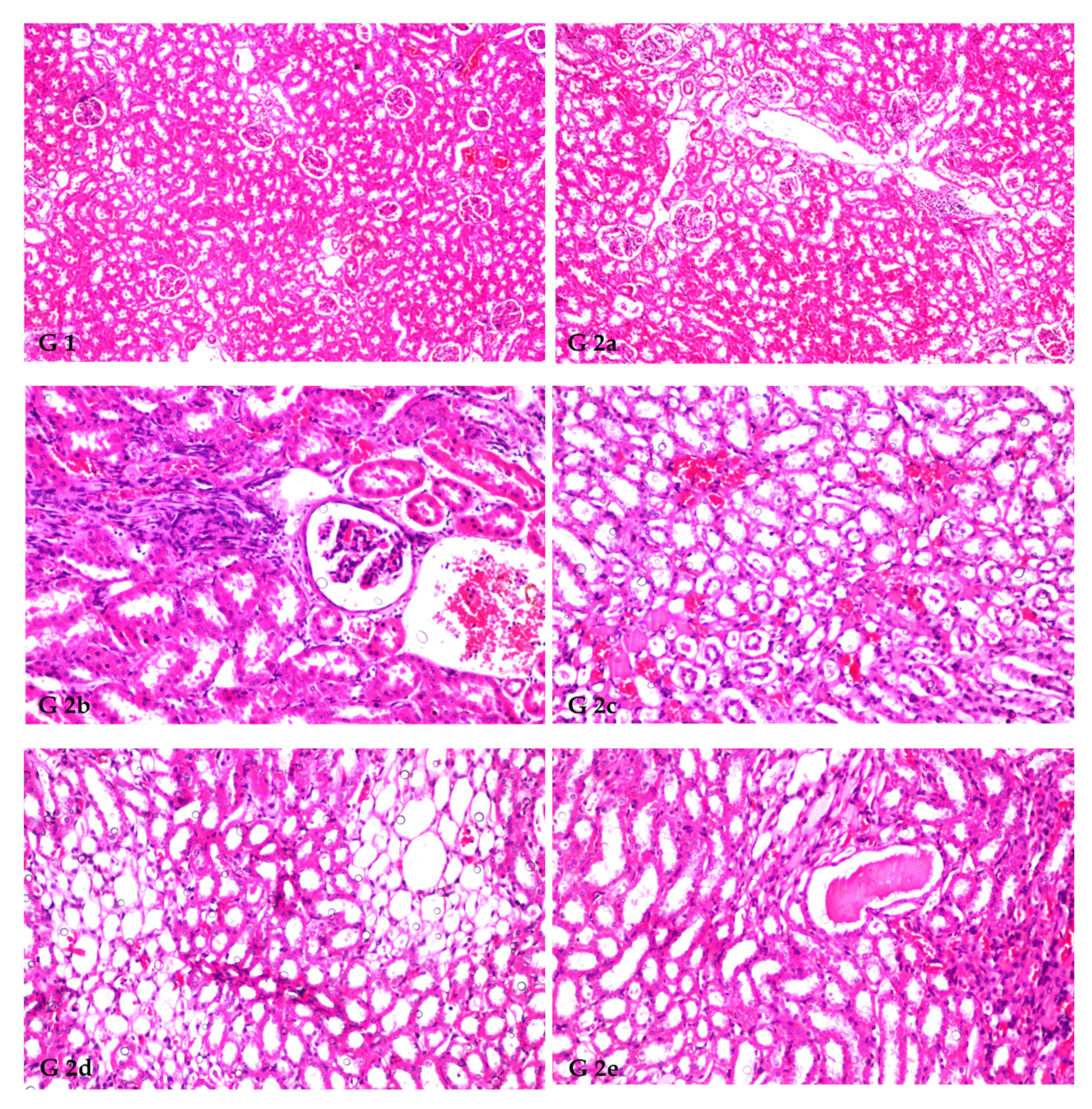 Antioxidants 12 00325 g001a Antioxidants 12 00325 g001a