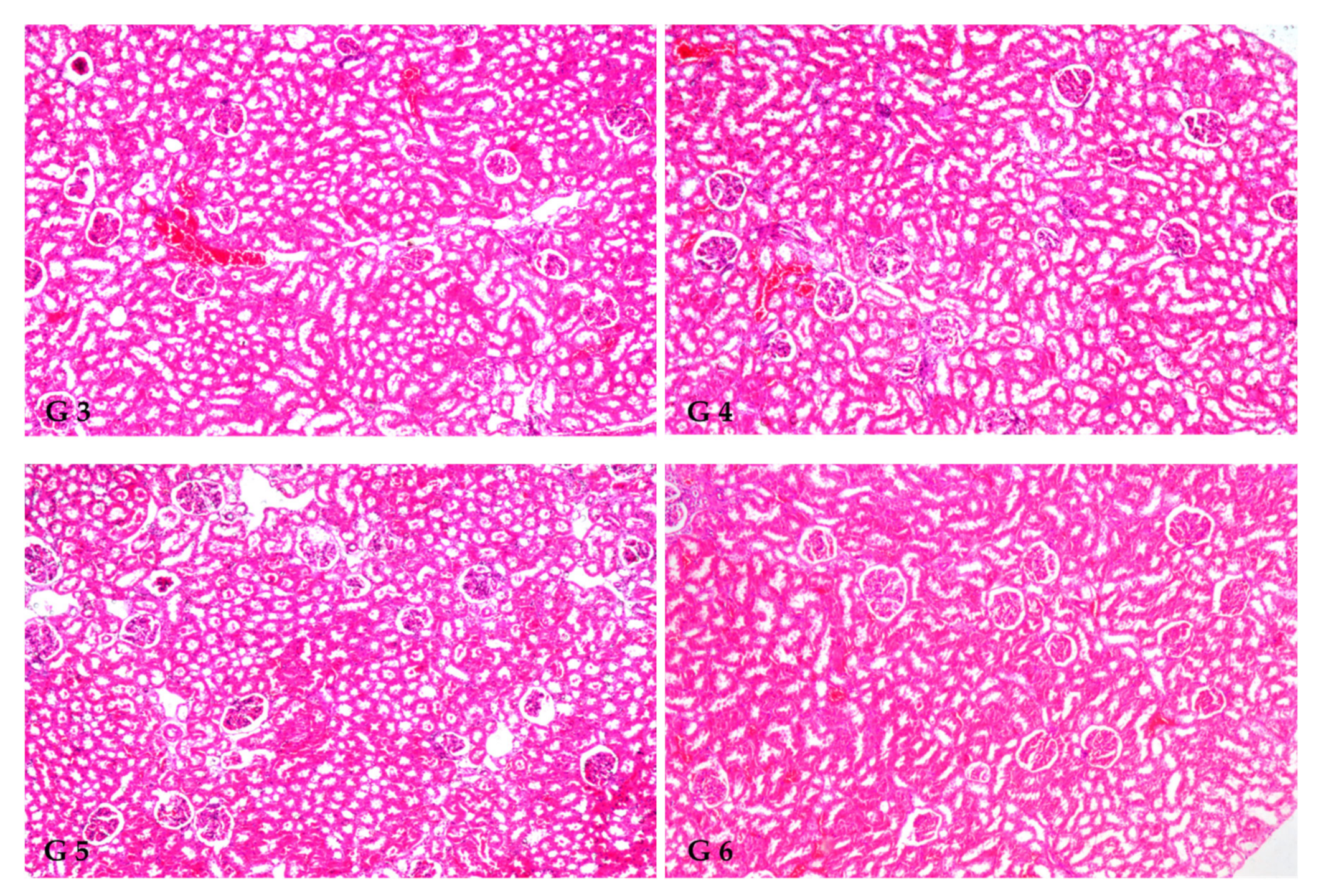 Antioxidants 12 00325 g001b Antioxidants 12 00325 g001b