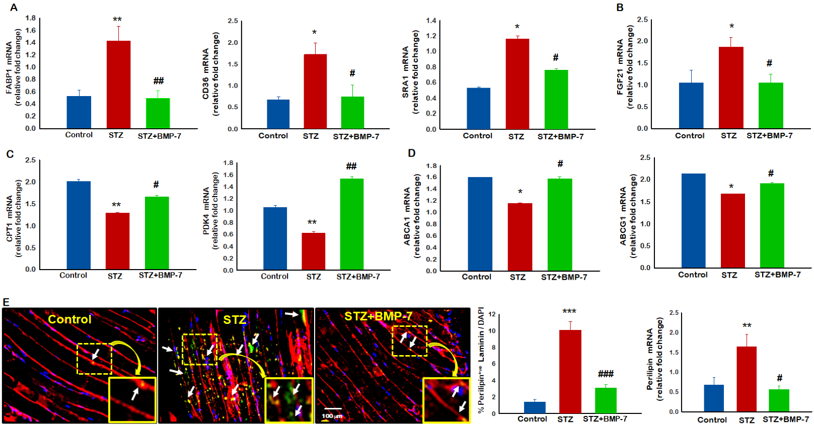 Antioxidants 12 00331 g002 Antioxidants 12 00331 g002