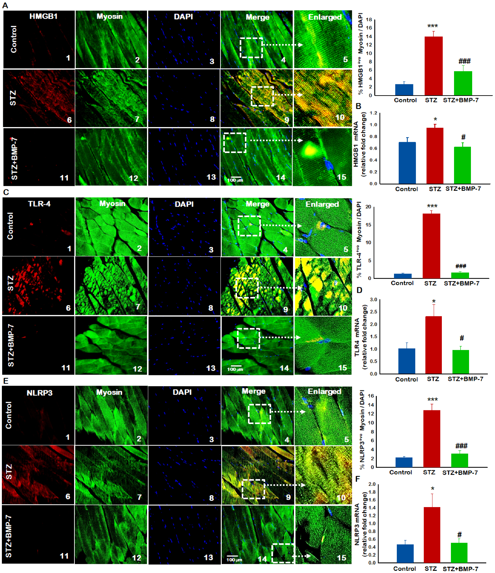 Antioxidants 12 00331 g004 Antioxidants 12 00331 g004