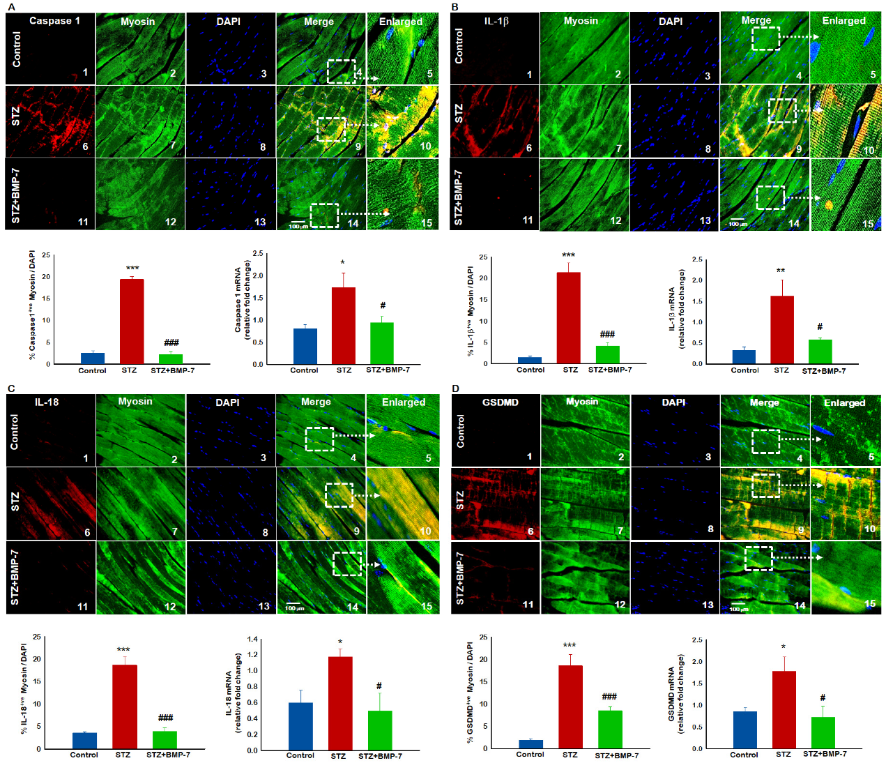 Antioxidants 12 00331 g005 Antioxidants 12 00331 g005