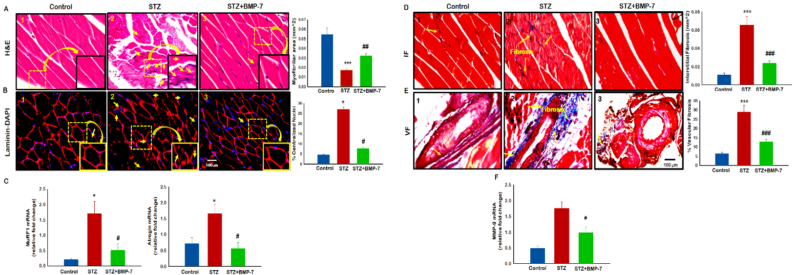 Antioxidants 12 00331 g007 Antioxidants 12 00331 g007