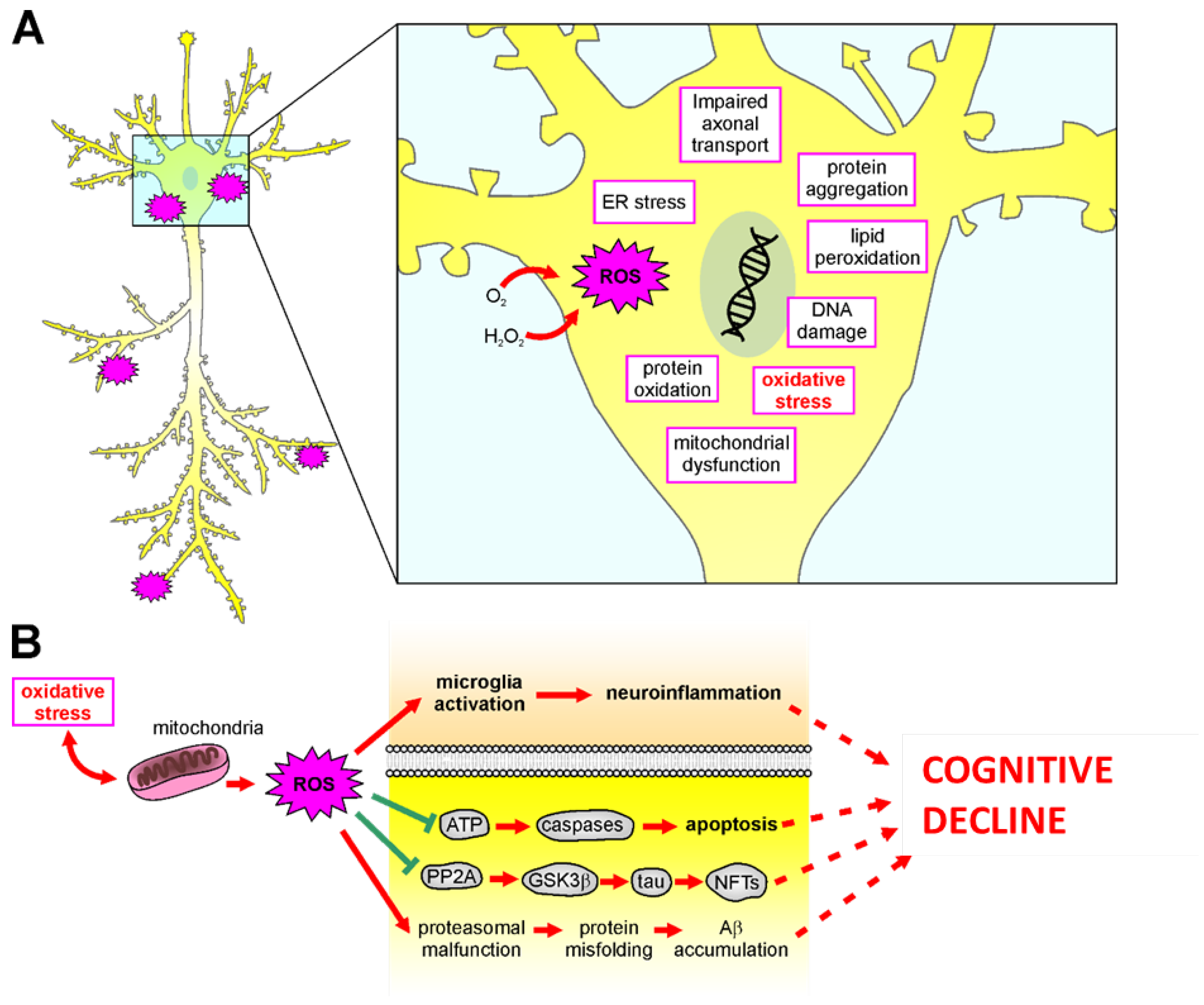Antioxidants 12 00332 g003 Antioxidants 12 00332 g003
